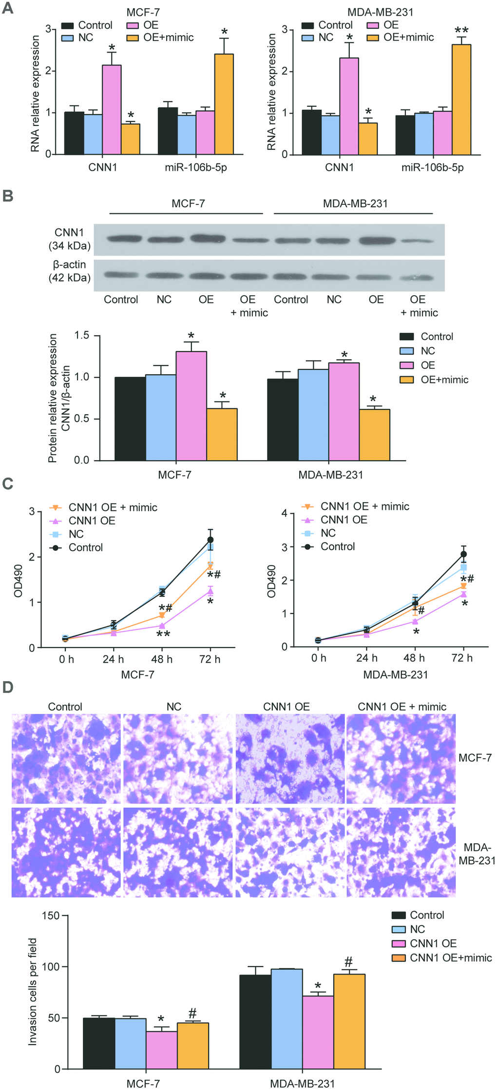 miR-106b-5p mimic alleviated the role of CNN1 overexpression induced suppression of cell proliferation and invasion. (A) Co-transfection of miR-106b-5p mimic and CNN1 overexpression led to the downregulation of CNN1 and upregulation of miR-106b-5p both in MCF-7 and MDA-MB-231 cells. (B) Co-transfection of miR-106b-5p mimic and CNN1 overexpression resulted in the decrease of the protein level of CNN1 compared with transfection of CNN1 overexpression. OE, the cells were transfected with CNN1 overexpression. OE+mimic, the cells were co-transfected with miR-106b-5p mimic and CNN1 overexpression. *PC) and (D) The co-transfection of miR-106b-5p mimic and CNN1 overexpression alleviated the inhibition of cell proliferation and invasion caused by CNN1 overexpression. The CCK8 assay and transwell assay respectively revealed the changes of cell proliferation and invasion. CNN1 OE, the cells were transfected with CNN1 overexpression. CNN1 OE+mimic, the cells were co-transfected with miR-106b-5p mimic and CNN1 overexpression. *P