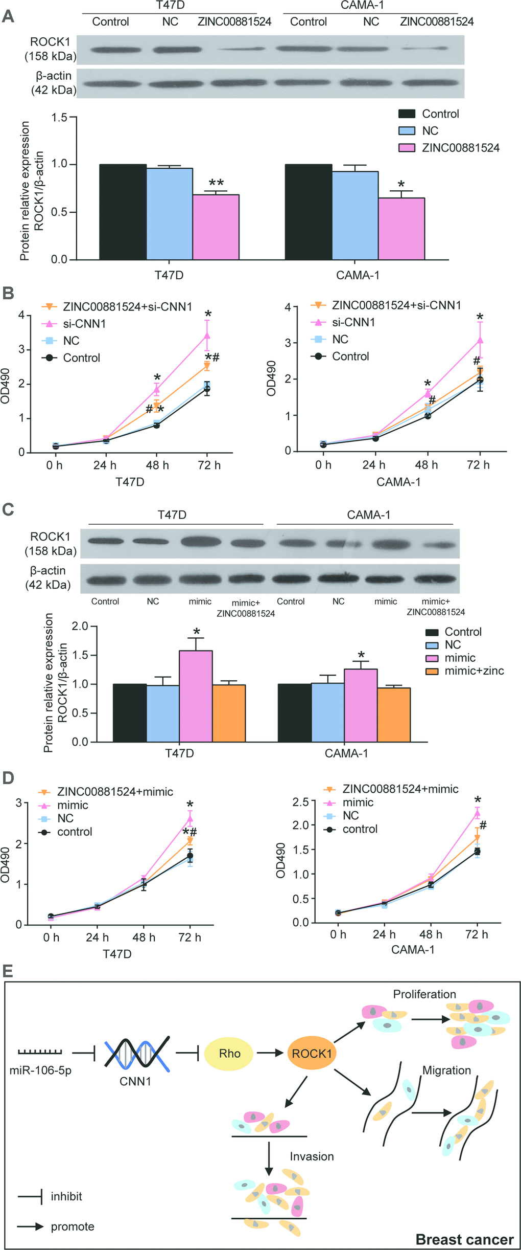 miR-106b-5p promoted the cell proliferation in T47D and CAMA-1 cells by targeting CNN1 and activating the Rho/ROCK1 signaling pathway. (A) The ZINC00881524 was successfully inhibited the protein expression of ROCK1 after the cells were treated with ZINC00881524 for 24 h. ZINC00881524 is the inhibitor of the Rho/ROCK1 pathway. The protein expression of ROCK1 was detected by immunoblotting assay. (B) The CCK8 assay demonstrated that Rho/ROCK1 inhibitor alleviated the cell proliferation compared with the treatment of CNN1 siRNA. si-CNN1, the cells were transfected with CNN1 siRNA. ZINC00881524+si-CNN1, the cells were co-transfected with ZINC00881524 and CNN1 siRNA. *PC) The protein expression of ROCK1 was upregulated by transfection of miR-106b-5p mimic, but co-transfection of miR-106b-5p and ZINC00881524 could downregulate it. mimic, the cells were transfected with miR-106b-5p mimic. mimic+ ZINC00881524, the cells were co-transfected with miR-106b-5p mimic and ZINC00881524. *PD) Co-transfection of miR-106b-5p and ZINC00881524 alleviated the positive effect of miR-106b-5p mimic on cell proliferation in T47D and CAMA-1 cells. mimic, the cells were transfected with miR-106b-5p mimic. mimic+ ZINC00881524, the cells were co-transfected with miR-106b-5p mimic and ZINC00881524. *PE) The signaling cascade indicated that miR-106b-5p promoted breast cancer by targeting CNN1 and activating the Rho/ROCK1 signaling pathway.