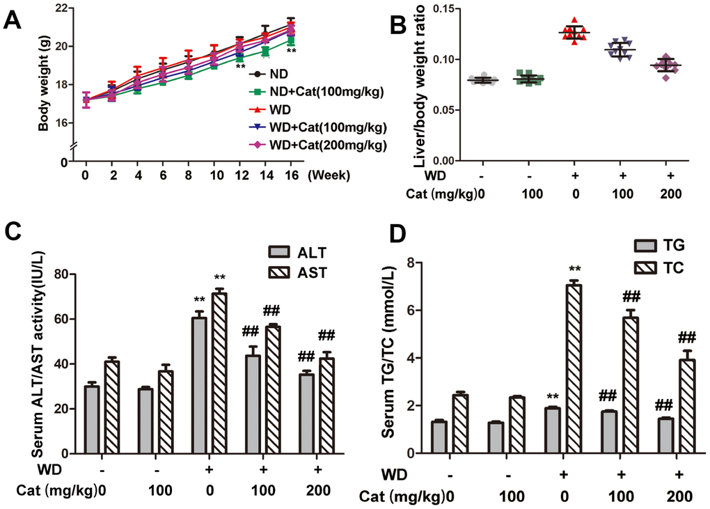 Catalpol ameliorated liver index, hepatic injury in LDLr-/- mice. (A) Body weights variation during 16 weeks period. (B) Liver index. (C) Serum levels of ALT and AST. (D) Serum levels of TC, TG. The results are the mean ± SD (n=10), **P##P 