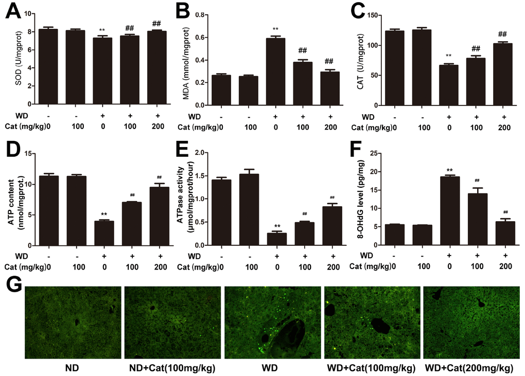 Catalpol inhibited oxidative stress, promoted ATP production and inhibited hepatic apoptosis. (A) SOD level. (B) MDA level. (C) CAT level. (D) ATP content. (E) ATPase activity. (F) 8-OHdG level. The results are the mean± SD (n=10), **P##P G) Tunel staining for hepatic apoptosis. Tunel stained sections were photographed at 200× magnification. ND: normal diet; WD: western diet.