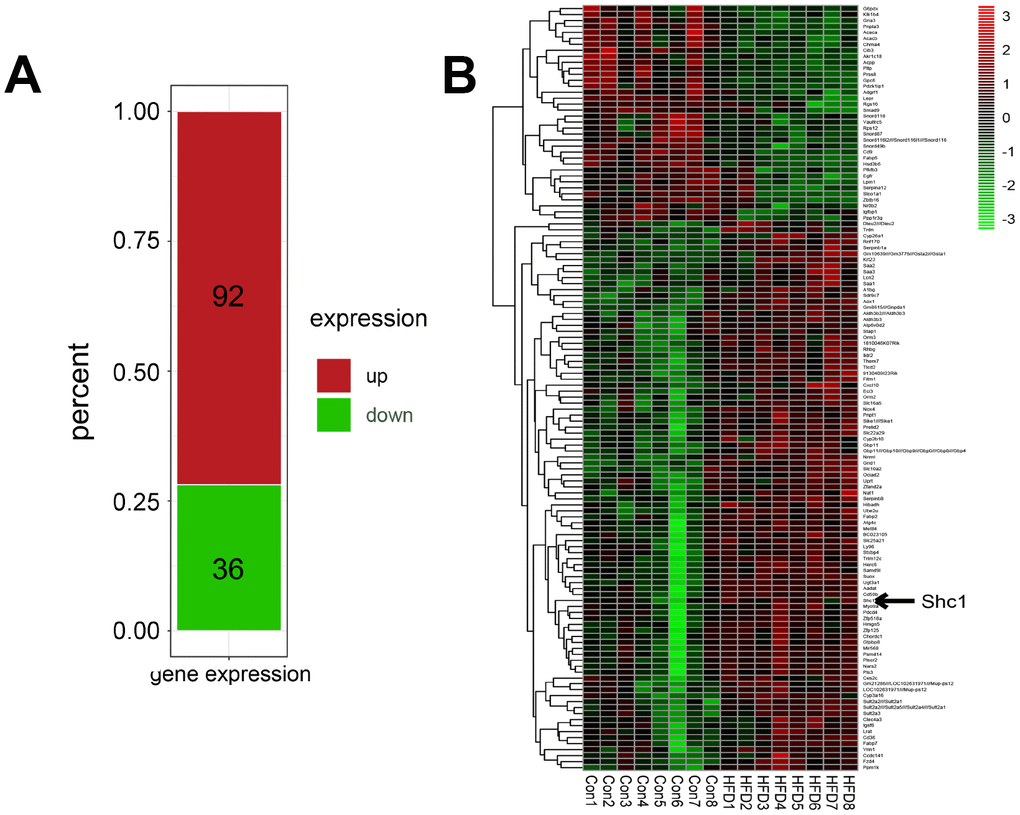 Potential role of P66Shc in NAFLD. (A) Differentially expressed genes retrieved from ‘GSE94754’ in the GEO dataset. (B) Heat map of differentially expressed genes retrieved from ‘GSE94754’ in the GEO dataset.