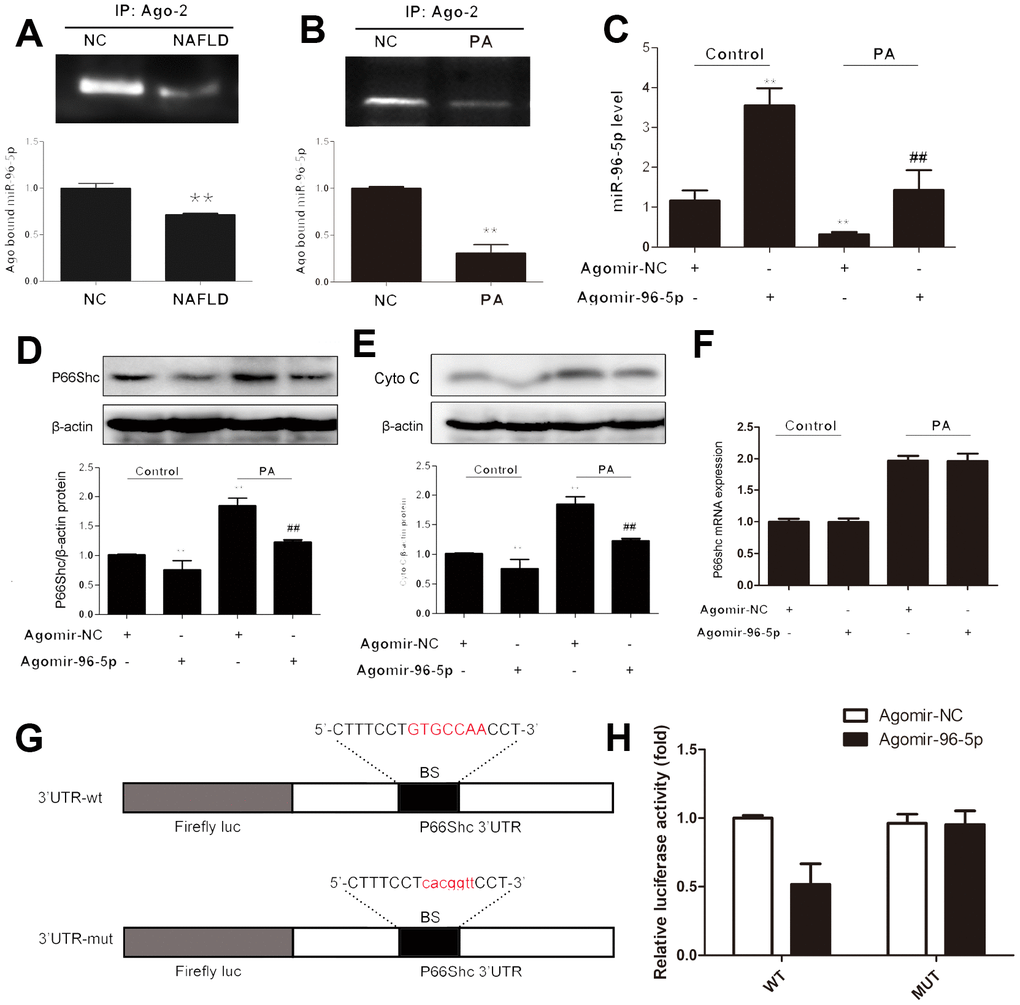 miR-96-5p regulated p66shc expression in hepG2 cells. HepG2 cells were transfected with ago-96-5p to upregulate miR-96-5p expression. Ago-NC was used as a normal control. (A, B) Argonaute-2 (Ago2) – immunoprecipitated miR-96-5p expression in NAFLD mice and PA-treated hepG2 cells. (C) miR-96-5p expression. (D, E) P66shc and cyto C protein expressions. (F) P66shc mRNA expression. (G) Schematic of the wild-type p66shc 3′UTR (3′UTR-wt) and mutated p66shc 3′UTR (3′UTR-mut) luciferase constructs. (H) HepG2 cells were transfected with 3′UTR-wt or 3UTR-mut and with ago-96-5p or ago-NC, as indicated. **P
