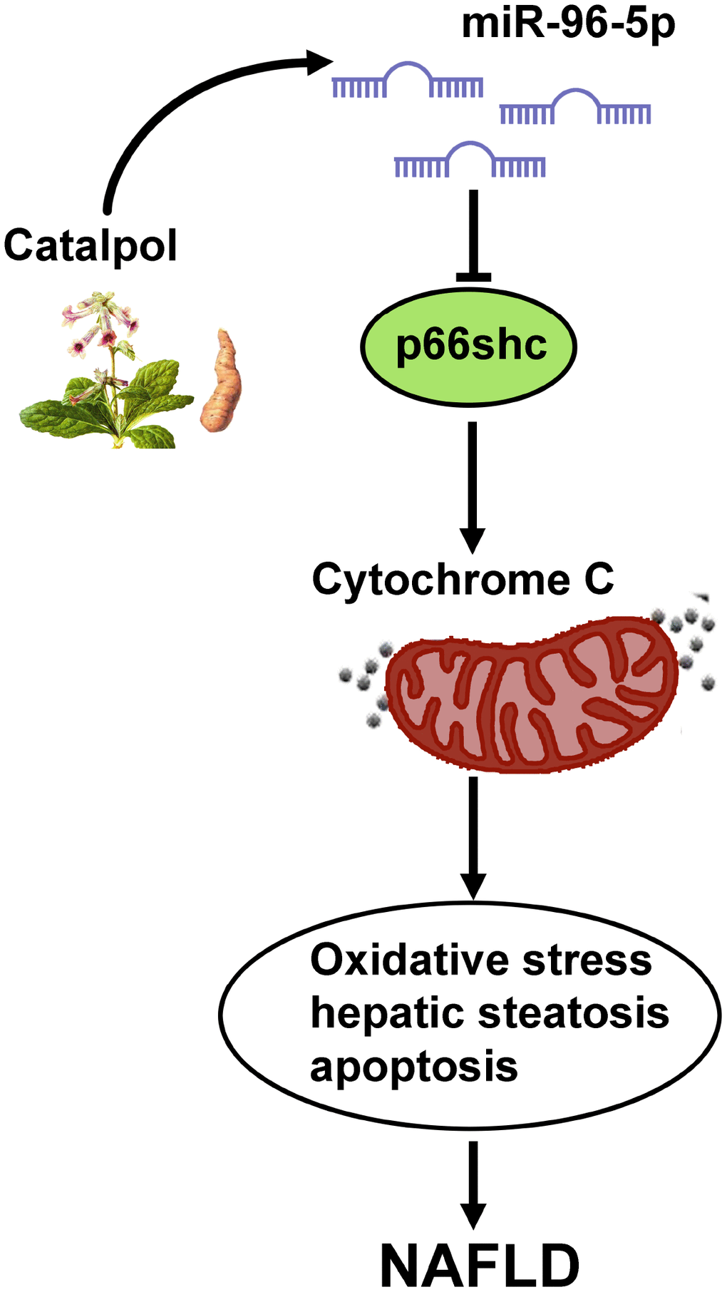 Graphic summary for the mechanism that catalpol ameliorates NAFLD through upregulating miR-96-5p level via p66shc/cytochrome C cascade.