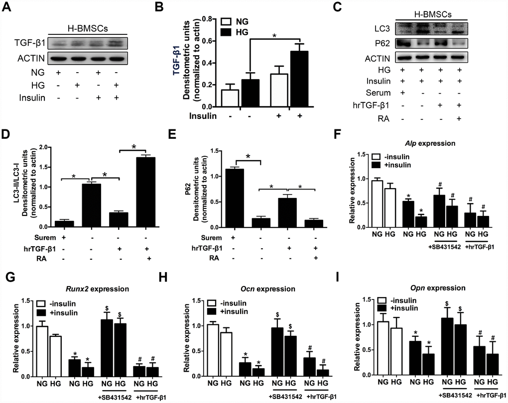 TGF-β1 participates in insulin inhibiting autophagy and osteogenic differentiation of H-BMSCs. H-BMSCs were cultured in normal or high-glucose medium with or without insulin. The expression of TGF-β1 in H-BMSCs was detected by western blot (A). Protein bands were quantified and analyzed (B). H-BMSCs were incubated in hyperglycemic and insulin conditions with or without hrTGF-β1. Rapamycin (RA) as positive control. The protein level expression of LC3 and P62 were detected by western blot (C). Protein bands were quantified and analyzed by densitometric analysis (D, E). H-BMSCs were cultured in osteogenic medium for 7 days with or without insulin under normoglycemic or hyperglycemic conditions stimulated with SB431542 or hrTGF-β1. mRNA level expression of Alp (F), Runx2 (G), Ocn (H), and Opn (I) was detected by real-time PCR. NG, normoglycemic condition, HG, hyperglycemic condition. Data are presented as the mean ± standard deviation, n=3. *p$p#p>0.05, * in F-I as compared to insulin-untreated cells, $ and # in F-I as compared to corresponding insulin-treated cell.