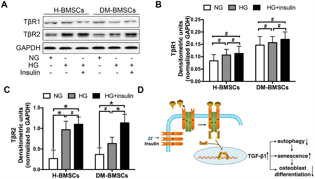 Insulin promotes TGF-β1 receptors II expression. H-BMSCs and DM-BMSCs were cultured in normoglycemic or hyperglycemic medium with or without insulin. The expression of TGF-β1 receptors was detected by western blot (A). Protein bands were quantified and analyzed by densitometric analysis (B, C). A schematic working model for insulin function in the regulation of autophagy, senescence and osteoblast differentiation via mobilization of TGF-β1 receptor II in cell surface (D). NG, normoglycemic condition, HG, hyperglycemic condition. Data are presented as the mean ± standard deviation, n=3. *p#p>0.05.