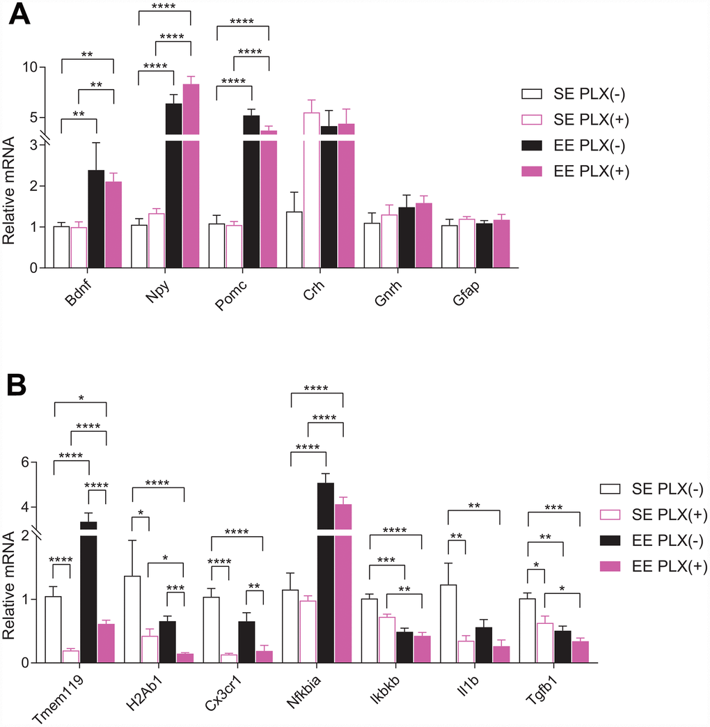 Hypothalamic gene expression. (A) Gene expression for hypothalamic and glia genes. (B) Microglial-associated, inflammatory pathway, and cytokine gene expression. (A–B) n=6 per group. *ppppSupplementary File 1.