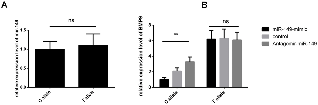 BMP9 rs3740297 affect l expression level of MIR-149 and the BMP9 gene in PASMC cells. (A) relative expression level of MIR-149 were measured in PASMC cells. (B) relative expression level of the BMP9 gene were measured in PASMC cells transfected with C allele, or T allele. Cells in different groups were treated with blank control, miR-149 mimic or antagomir-miR-149. Three replicates for each group and the experiment were repeated three times.