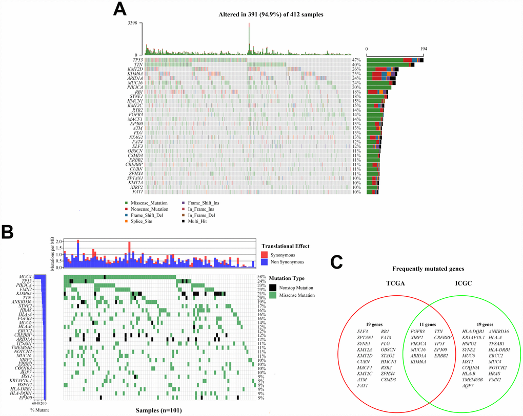 Landscapes of frequently mutated genes in bladder cancer. (A) Oncoplot depicts the frequently mutated genes in bladder cancer from TCGA cohort. The left panel shows mutation frequency, and genes are ordered by their mutation frequencies. The bottom panel presents different mutation types. (B) Waterfall plot displays the frequently mutated genes in bladder cancer from ICGC cohort. The left panel shows the genes ordered by their mutation frequencies. The right panel presents different mutation types. (C) Venn diagram of frequently mutated genes covered by both TCGA and ICGC cohorts.