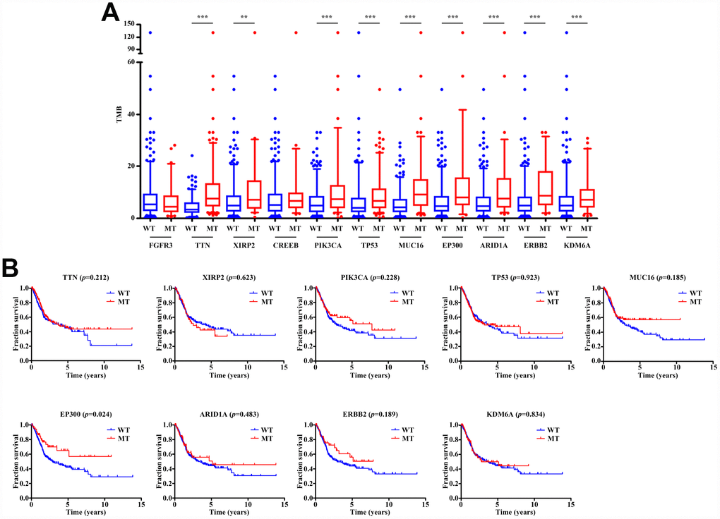 Gene mutations are associated with TMB and clinical prognosis. (A) Most gene mutations are associated with a higher TMB. ** ppB) Kaplan-Meier survival analysis of patients with gene mutations. Only patients with complete clinical information were included (n=402). The p-value is marked in each graph. WT, wild type; MT, mutant type.