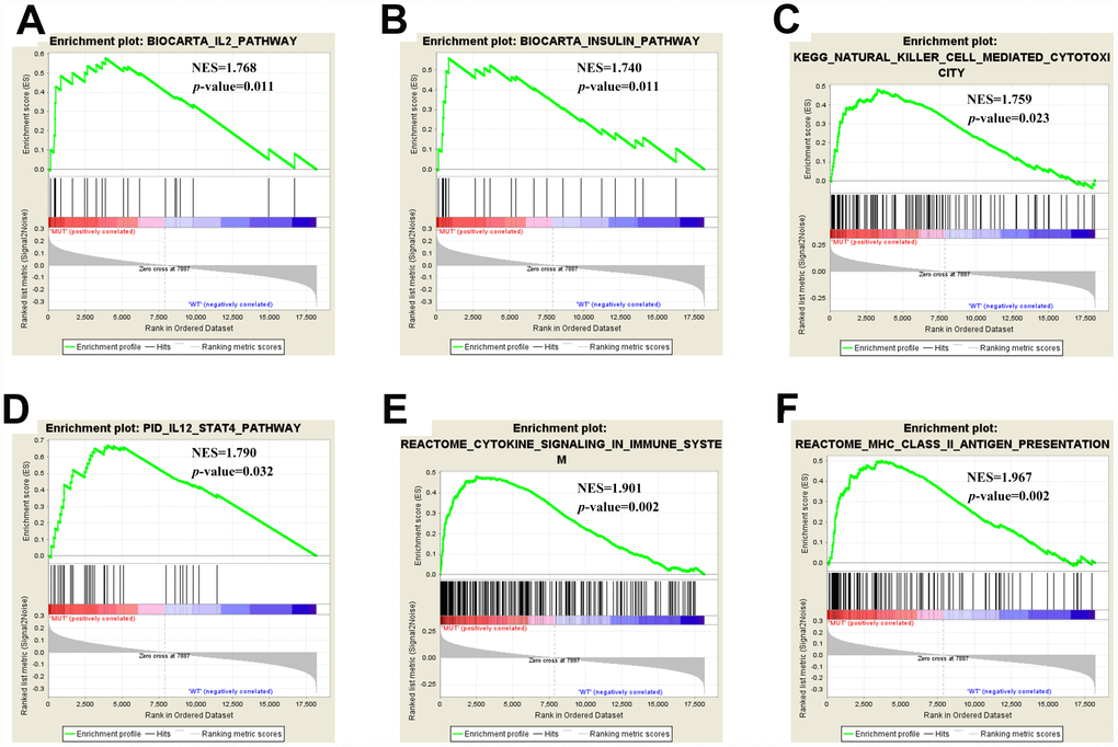 Significantly enriched pathways associated with EP300 mutation. Gene set enrichment analysis has been performed with TCGA. Gene enrichment plots shows that a series of gene sets including (A) Biocarta IL2 Pathway, (B) Biocarta Insulin Pathway, (C) Kegg Natural Killer Cell Mediated Cytotoxicity, (D) Pid IL12 Stat4 Pathway, (E) Reactome Cytokine Signaling in Immune System, and (F) Reactome MHC II Antigen Presentation are enriched in EP300-mutant group. NES, normalized enrichment score. The p-value is marked in each plot.