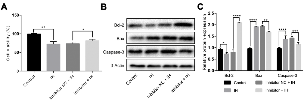 miR-193a-3p silence alleviates IH-induced injury in HUVECs. Cells were transfected with miR-193a-3p inhibitor, and negative control. Cells with normoxia treatment were acted as control. (A) Cell viability. (B, C) Expression levels of apoptosis-related proteins. β-Actin was served as internal control. IH: intermittent hypoxia; n = 3. (Data are presented as the mean ± SD of three independent experiments. *P 