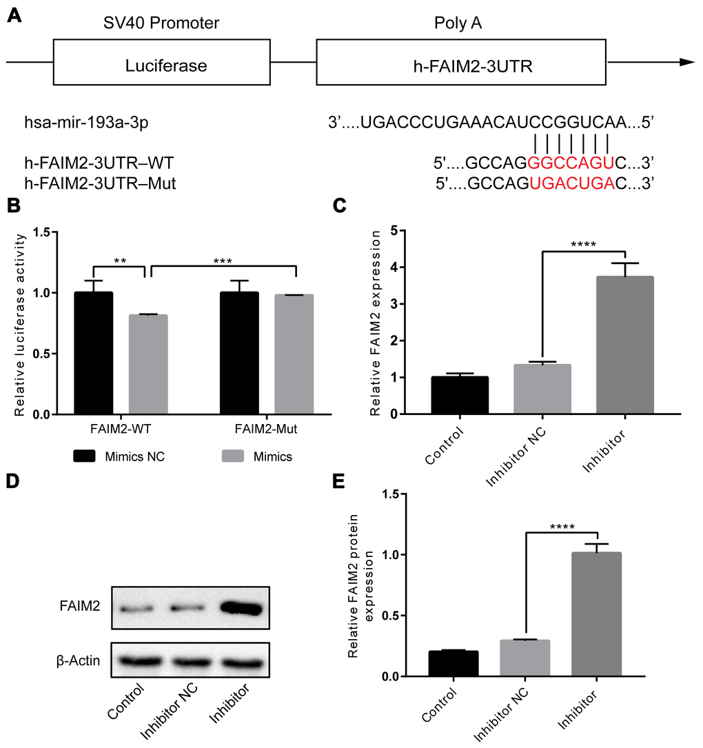 FAIM2 is a target of miR-193a-3p, and FAIM2 could be inhibited by miR-193a-3p in HUVECs. (A) The presumptive binding site of miR-193a-3p in the 3′-UTR of FAIM2. (B) Luciferase reporter assay. We cotransfected HUVECs with wild-type or mutant FAIM2 3′-UTR reporters and miR-193a-3p mimics or corresponding control. (C–E) HUVECs were transfected with miR-193a-3p mimics or corresponding control. mRNA and protein expressions of FAIM2 were determined by western blot. n = 3. (Data are presented as the mean ± SD of three independent experiments. **P 