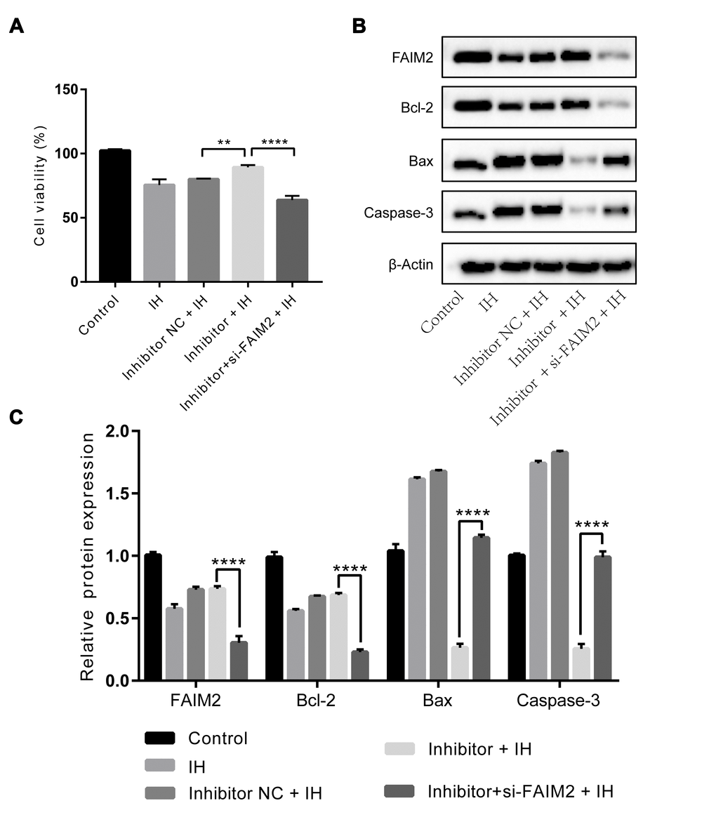 Effects of miR-193a-3p inhibition in HUVECs under IH condition are reversed by knockdown of FAIM2.miR-193a-3p inhibitor, si-FAIM2, and corresponding scrambled control were transfected into HUVECs. Cells without transfection were served as control. (A) Cell viability. (B, C) Western blot assays of FAIM2, Bcl-2, Bax, and Caspase-3 protein. β-Actin was served as internal control. IH: intermittent hypoxia; n = 3. (Data are presented as the mean ± SD of three independent experiments. *P 