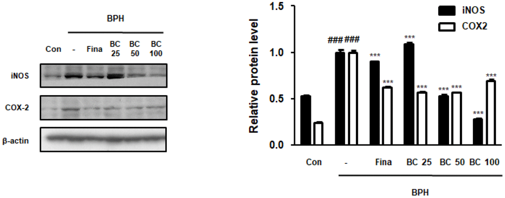 Effect of BC on inflammatory makers in TP-treated BPH rats model. Prostatic tissue lysates were immunoblotted with iNOS and COX-2 to investigate effect of BC on compensatory cellular proliferation in TP-treated BPH rat model. β-actin served as an internal control. Fold changes in densitometric analysis was normalized to β-actin and are represented as mean ± SD, which are acquired Image J. P value ### = P 