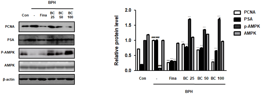 Effect of BC on the cell proliferation in TP-treated BPH rats model. Immunoblot results showed the level of PCNA, PSA, p-AMPK, AMPK in prostatic tissues. Densitometric protein levels of PCNA, PSA, p-AMPK, AMPK are represented as mean ± SD and plots of each protein were showed. P value ### = P 