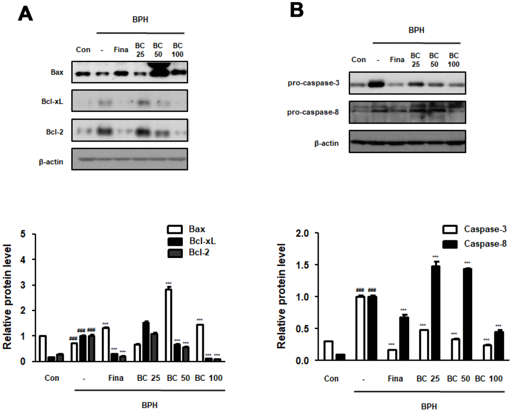 Effect of BC on apoptosis regulatory proteins in TP-treated BPH rats model. (A) The protein levels of Bcl-2 gene family and (B) pro-caspase-3 and pro-caspase-8 were determined via western blot using specific antibodies in prostatic tissue lysates. β-actin served as an internal control. Densitometric analysis on each protein was performed and relative protein levels were represented as mean ± SD. P value ### = P 