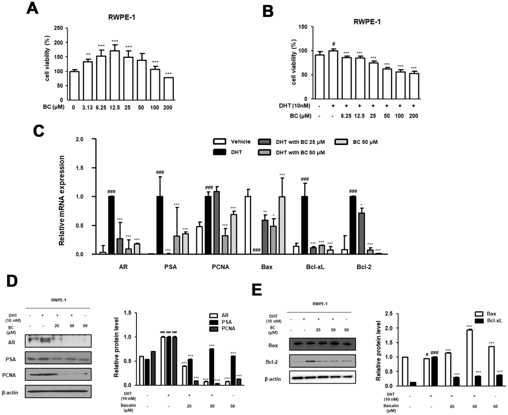 Effect of BC on the BPH-related and apoptosis related protein and mRNA expression in RWPE-1 cells. (A) Effect of BC on the cell viability in RWPE-1 cells. RWPE-1 cells were treated with 3.13 to 200 μM of BC for 24 h. (B) Inhibitory effect of BC on cell proliferation in DHT-stimulated RWPE-1 cells. RWPE-1 cells were treated with 10 nM DHT, with or without 6.25–200 μM of BC for 24h. (C–E) RWPE-1 were stimulated with 10 nM DHT from 3days to 5days, with or without BC (25, 50 μM). (C) The mRNA level of AR, PSA, PCNA, Bax, Bcl-xL and Bcl-2 were quantificated using RT-PCR. RWPE-1 cell lysates were immunoblotted with (D) AR, PSA, PCNA (E) Bax, Bcl-2 primary antibodies. Protein levels which are normalized by internal control β-actin are represented as relative protein levels. P value ### = P 