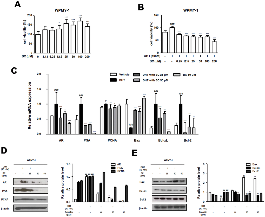 Effect of BC on the BPH-related and apoptosis related protein and mRNA expression in WPMY-1 cells. (A) Effect of BC on the cell viability in WPMY-1 cells. WPMY-1 cells were treated with 3.13 to 200 μM of BC for 24 h. (B) Inhibitory effect of BC on cell proliferation in DHT-stimulated WPMY-1 cells. The cells were treated with 10 nM DHT, with or without 6.25–200 μM of BC for 24h. (C–E) WPMY-1 cells were stimulated with 10 nM DHT for 24h, with or without BC (25, 50 μM). (B) The mRNA level of AR, PSA, PCNA, Bax, Bcl-xL and Bcl-2 were quantificated using RT-PCR in DHT-stimulated WPMY-1 cells. Protein levels of (C) AR, PSA, PCNA (D) Bax, Bcl-xL and Bcl-2 are determined using western blotting in DHT-stimulated WPMY-1 cells. β-actin are used for internal control. Results are represented as mean ± SD. P value ### = P 