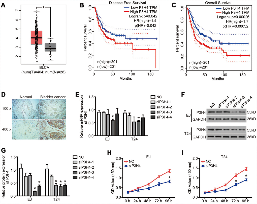 P3H4 is highly expressed in BC. (A)The boxplot of P3H4 mRNA level. Red and gray boxes represent bladder urothelial carcinoma (BLCA) tissue and normal bladder tissue, respectively. The data came from the GEPIA database. Disease free survival (B) and overall survival (C) percentage of BLCA patients with high or low P3H4 expression. (D) P3H4 expression in bladder cacner (BC) tissues and adjacent normal tissues was examined by Immunohistochemical (IHC) analysis. After siRNA targeting P3H4 (siP3H4) was transfected into EJ and T24 cells, P3H4 mRNA (E) and protein (F and G) expression were detected by RT-qPCR and western blot, cell proliferation (H and I) were measured by CCK8 assays. *P