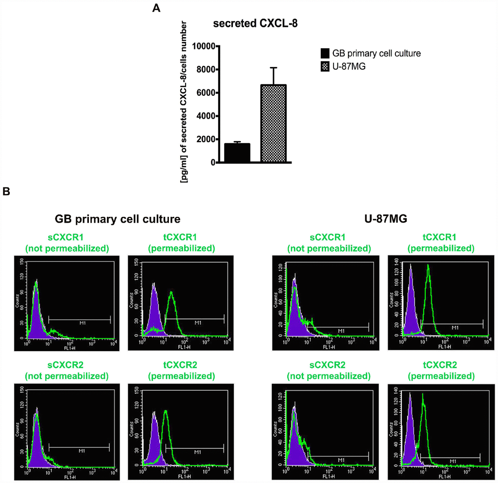 The GB cellular models show different levels of CXCL8 and CXCR1/2. ELISA assay was used to quantify the amount of CXCL8 secreted in the supernatant media from GB primary cell culture and U-87MG cells (A). Data are means ± SEM of three different biological replicates (n=3). (B) Representative cytofluorimetric analysis for CXCR1 and CXCR2 protein levels in GB primary cell culture and U-87MG cell line. Cytofluorimetric profile images are representative one. Cytofluorimetric analysis were performed in permeabilized or not permeabilized cells. tCXCR1/2: total protein levels in permeabilized cellular samples; sCXCR1/2: surface protein levels in not permeabilized cellular samples.