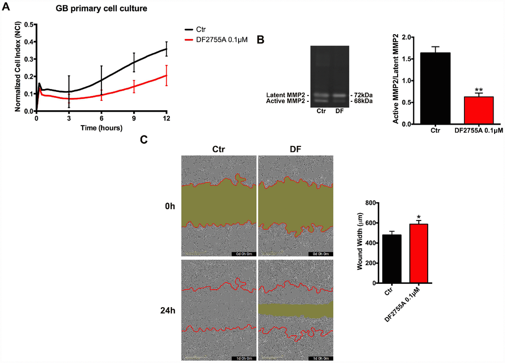 Cell chemotaxis assay in GB primary cell culture under DF2755A treatment. (A) Normalized cell index after 24 hours of treatment, the cell migration was followed for 12 hours. The supernatants of chemotaxis assay were collected to perform gelatin zymography. In (B) a representative gelatin zymography and relative densitometry analysis expressed as relative units of active MMP2/latent MMP2 ratio. (C) Representative images of wound closure at 0 hours (top) and 24 hours (bottom), the red lines represent the edges of the starting scratch, while the green areas represent the wound closure. The wound analysis was represented as wound width (μm) after 24 hours of migration. Data are means ± SEM of three different biological replicates (n=3). Statistical analysis was performed by the unpaired Student's t-test (with Welch’s correction). *, p