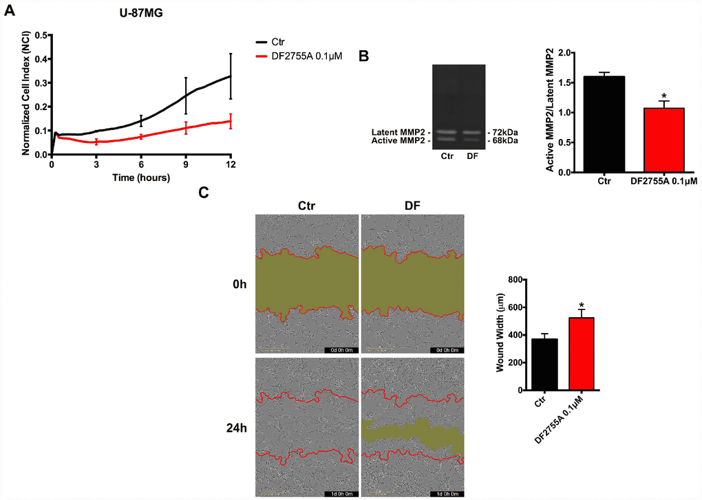 Cell chemotaxis assay in U-87MG cells under DF2755A treatment. (A) Normalized cell index after 24 hours of treatment, the cell migration was followed for 12 hours. The supernatants of chemotaxis assay were collected to perform gelatin zymography. In (B) a representative gelatin zymography and relative densitometry analysis expressed as relative units of active MMP2/latent MMP2 ratio. (C) Representative images of wound closure at 0 hours (top) and 24 hours (bottom), the red lines represent the edges of the starting scratch, while the green areas represent the wound closure. The wound analysis was represented as wound width (μm) after 24 hours of migration. Data are means ± SEM of three different biological replicates (n=3). Statistical analysis was performed by the unpaired Student's t-test (with Welch’s correction). *, p