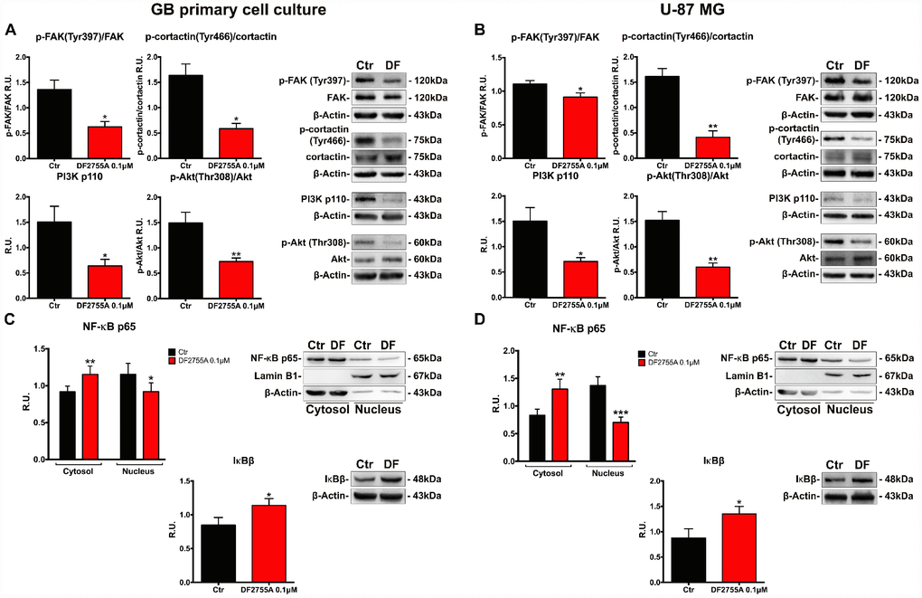 DF2755A modulates the activity of the protein involved in cell motility and NF-κB p65 nuclear translocation. Representative western blotting and relative densitometry analysis for p-FAK (Tyr397)/Fak, p-cortactin (Tyr466)/cortactin, PI3K, p-Akt (Thr308)/Akt in GB primary cell culture (A) and U-87MG cells (B) untreated and treated with DF2755A. Western blotting and relative densitometry analysis for cytoplasmic (normalized on the β-Actin) and nuclear (normalized on Lamin B1) NF-κB p65 and its cytoplasmic inhibitor IκBβ in GB primary cell culture (C) and U-87MG cells (D) untreated and treated with DF2755A. Data are mean ± SEM of three different biological replicates (n=3). Statistical analysis was performed by the unpaired Student's t-test (with Welch’s correction). *, p