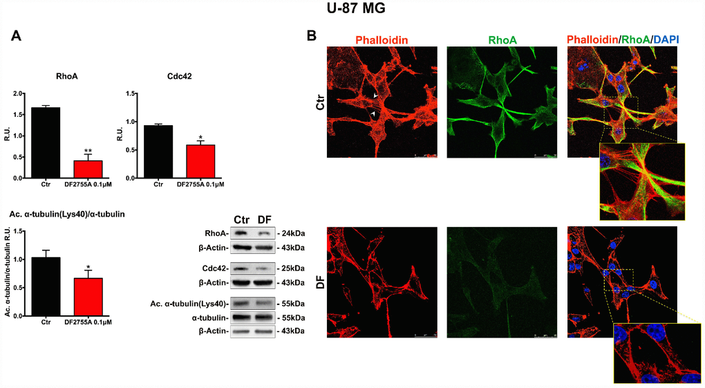 Cytoskeletal and microtubules dynamics are adversely affected by DF2755A in U-87MG cells. (A) Representative western blotting and relative densitometric analysis for RhoA, Cdc42, Acetylated α-tubulin (Lys40)/α-tubulin. Data are mean ± SEM of three different biological replicates (n=3). Statistical analysis was performed by the unpaired Student's t-test (with Welch’s correction). *, pB) Immunolocalization of RhoA and microfilament decoration by phalloidin-staining in control and DF2755A treated U-87MG cell line. White arrowheads indicate filopodia, their retraction is clear in magnified images of DF2755A treated cells. Ctr: Control, DF: DF2755A 0.1 μM. Scale bar = 50 μm.