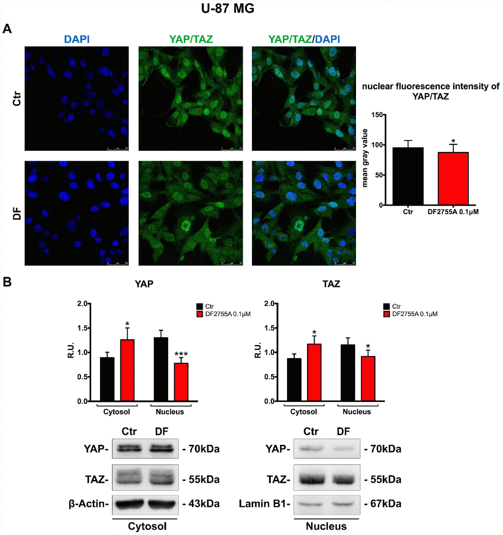 YAP/TAZ nuclear translocation is connected with CXCL8-CXCR1/CXCR2 axis in U-87MG cell line. (A) Immunolocalization of YAP/TAZ in control and treated U-87MG cells. Ctr: Control, DF: DF2755A 0.1 μM. The nuclear fluorescence intensity quantification (indicated as mean gray value) is also reported (range of cells analysed: 167-181 for U-87MG cells). Data are mean ±SEM of three different biological replicates (n=3). Statistical analysis was performed by the unpaired Student's t-test (with Welch’s correction). *, pB) representative western blotting and relative densitometry analysis for cytoplasmic (normalized on β-Actin) and nuclear (normalized on Lamin B1) YAP and TAZ. Data are mean ±SEM of three different biological replicates (n=3). Statistical analysis was performed by the unpaired Student's t-test (with Welch’s correction). *, p
