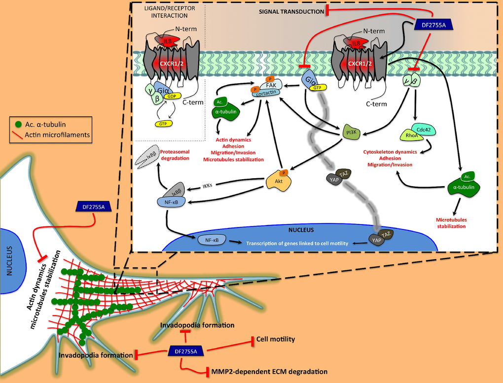 Schematic representation of the proposed action mechanism of DF2755A in modulating the cytoskeletal dynamics. Our study shows the central role of autocrine/paracrine CXCL8 and CXCR1/CXCR2 in activating the cellular mechanisms related to cell motility and cytoskeleton dynamics underlying GB invasiveness. The CXCL8 interaction with CXCR1/CXCR2 triggers the subunits of the heterotrimeric G-protein. The Giα subunit is able to directly induce the Fak phosphorylation at tyrosine 397, which in turn allows Fak-cortactin interaction. This interaction plays a key role in the regulation of cell motility and it is promoted by α-tubulin acetylation. Moreover, Giα can indirectly induce Fak phosphorylation by PI3K/Akt as well as could be involved in YAP/TAZ nuclear translocation. Instead, γ and β subunits can activate RhoA and Cdc42, proteins involved in cytoskeleton rearrangement occurring during cell migration. All GPCR subunits are positively linked to nuclear translocation of NF-κB p65 and IκBβ degradation. Interestingly, CXCR1/CXCR2 could, in some way, to be involved in α-tubulin acetylation on lysine 40, but this hypothetical correlation needs further investigation. DF2755A allosteric inhibitor shows the ability to adversely affect these CXCL8-CXCR1/CXCR2-dependent mechanisms resulting in a reduction of cellular motility. Black lines with arrowheads represent CXCL8-CXCR1/CXCR2-activated signalling pathways. Dashed gray line represents direct activation of YAP/TAZ nuclear translocation mediated by Giα subunit of CXCR1/CXCR2. Red lines represent inhibitory effects of DF2755A.