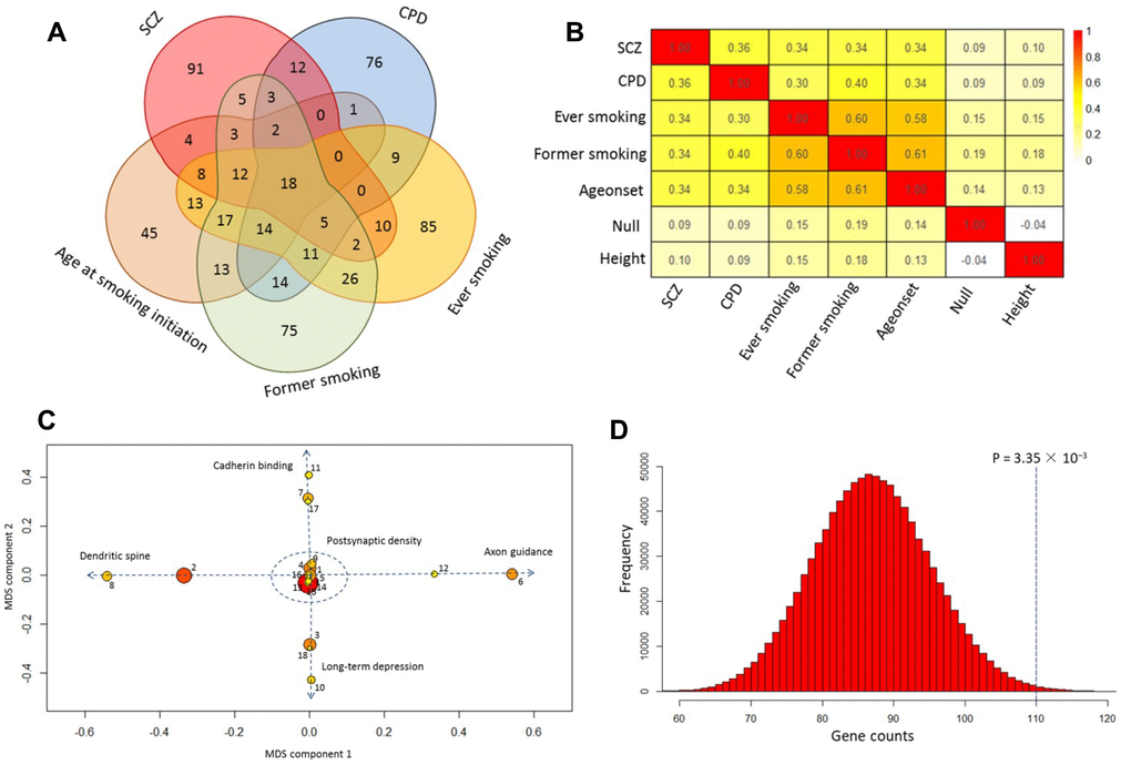 Shared pathways of SCZ and smoking phenotypes. (A) Venn diagram of significantly enriched pathways (q value B) Heatmap of the correlation among SCZ, CPD, ever smoking, former smoking, age at smoking initiation, null, and height based on the Z score of pathway enrichment. (C) Multidimensional scaling plot of 18 shared pathways for SCZ and smoking behaviors. Circular ring sizes reflect number of genes in the pathway (range 18–284). Color indicates the significance of the pathway (red marks the significant pathways with lowest P values). Arabic numerals are the pathway numbers as shown in Table 1. (D) Computer permutation analysis of 590 genes associated with SCZ in 84 shared pathways.