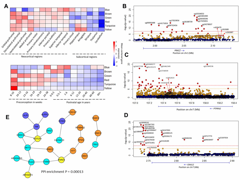 Brain co-expression modules and common methylated genes. (A) Regional and temporal patterns of gene expression mean-centered by the extent of gene expression within each module. (B–D) Regional plot of association between genetic and epigenetic variants of the PRKCZ, PTPRN2, GNA12 loci, and SCZ, respectively. Circular symbols indicate the association of CpG loci with SCZ (red represents loci significantly associated with SCZ with P ≤ 6.07 × 10-6; orange indicates loci with 6.07 × 10-6  0.05). Triangular symbols indicate association of SNPs with SCZ (red represents top-ranked SNPs associated with SCZ; orange indicates SNPs associated with SCZ with P ≤ 0.05; blue marks SNPs with P > 0.05). (E) Gene subnetwork constituted from the 34 common genes. The protein–protein interactions are according to the database of STRING (v. 10.5). We used Cytoscape software to visualize the subnetwork. The color of a node indicates the co-expression module of the genes.