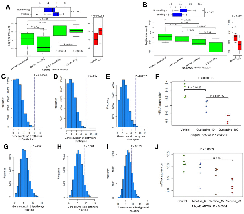 The differential expression patterns of 34 candidate genes. (A) Pattern of PTPRN2 in SCZ patients and controls divided by smoking status. (B) Pattern of ARHGAP25 in SCZ patients and controls divided by smoking status. (C–E) Permutation analysis of 34 candidate genes in 18 common pathways (N = 1,588 genes), 84 common pathways (N =3,334 genes), and background genes (N = 45,037) for quetiapine treatment. (F) Plot summarizing Arhgef3 expression changes in quetiapine (at doses of 10 or 100 mg/kg)-treated mice. (G–I) Permutation analysis of 34 candidate genes in 18 common pathways (N = 1,588), 84 common pathways (N = 3,334), and background genes (N = 31,047) for nicotine treatment. (J) Plot summarizing Arhgef3 expression alterations in nicotine (at doses of 8 μg, 15 μg, and 23 μg/L)-treated mice.