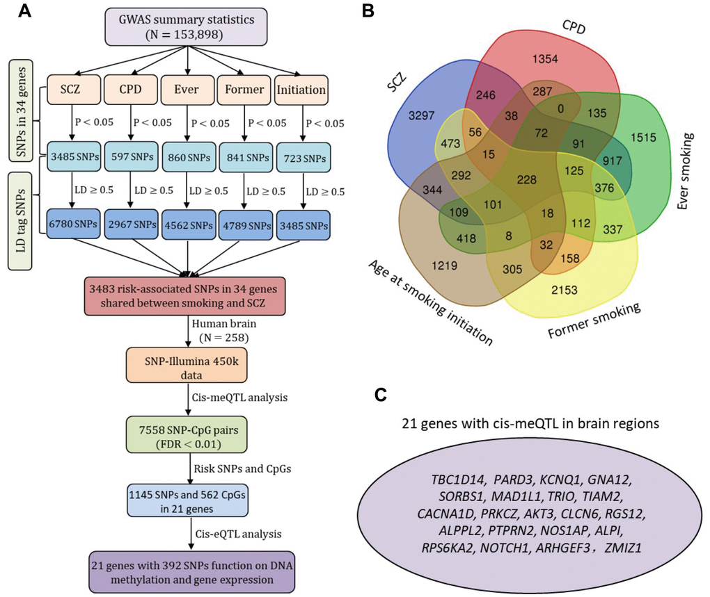 The cis-acting regulatory effects of risk-associated SNPs in 34 common genes on DNA methylation and gene expression. (A) Schematic of risk-associated SNPs (P cis-meQTL and cis-eQTL analysis. The SNPs in strong LD with risk-associated SNPs (LD cutoff r2 ≥ 0.5) were generated according to the 1000 Genome European Phase 3 panel as reference. (B) Venn diagram of risk-associated SNPs (P C) Plot shows the 21 promising genes with SNPs had cis-regulatory roles in both DNA methylation and gene expression.