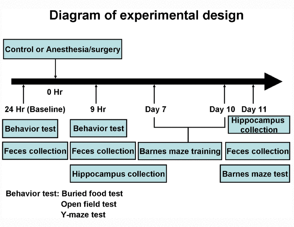 Experimental design. At the 24 hours before the control condition or anesthesia/surgery, the mice had the behavioral tests. At the 9 hours after the control condition or the anesthesia/surgery, the mice repeated the same behavioral test. The same mice then had Barnes maze training from day 7 to day 10, and Barnes maze testing on day 11 after the control condition or the anesthesia/surgery. The feces of the mice were collected at 24 hours before, 9 hours after and 11 days after the control condition or anesthesia/surgery before the behavioral tests. A different group of mice was used for the collection of the hippocampus at the 9 hours or 11 days after the control condition or the anesthesia/surgery.