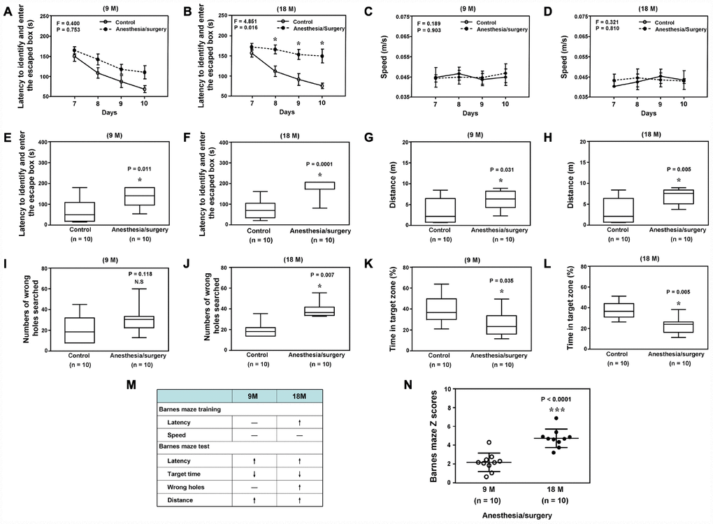 Anesthesia/surgery induces age-dependent cognitive impairment in mice. Barnes maze training (latency to identify and enter the escape box) in the 9 (A) or 18 (B) months old mice. Barnes maze training (speed) in the 9 (C) or 18 (D) months old mice. Barnes maze testing (latency to identify and enter the escape box) in the 9 (E) or 18 (F) months old mice. Barnes maze testing (distance) in the 9 (G) or 18 (H) months old mice. Barnes maze testing (wrong holes) in the 9 (I) or 18 (J) months old mice. Barnes maze testing (time in target zone) in the 9 (K) or 18 (L) months old mice. The comparison of the qualitative (M) or quantitative (N) changes of the postoperative delirium-like behaviors between the 9 and 18 months old mice. The anesthesia/surgery causes a greater Barnes maze composite Z scores in the 18 months old mice than those in the 9 months old mice (N). N = 10 in each group. Two-way ANOVA with repeated measurement and post-hoc Bonferroni comparison was used to analyze the data in the (A–D). The Mann–Whitney U test was used to analyze the data presented in (E–L and N). * = P 