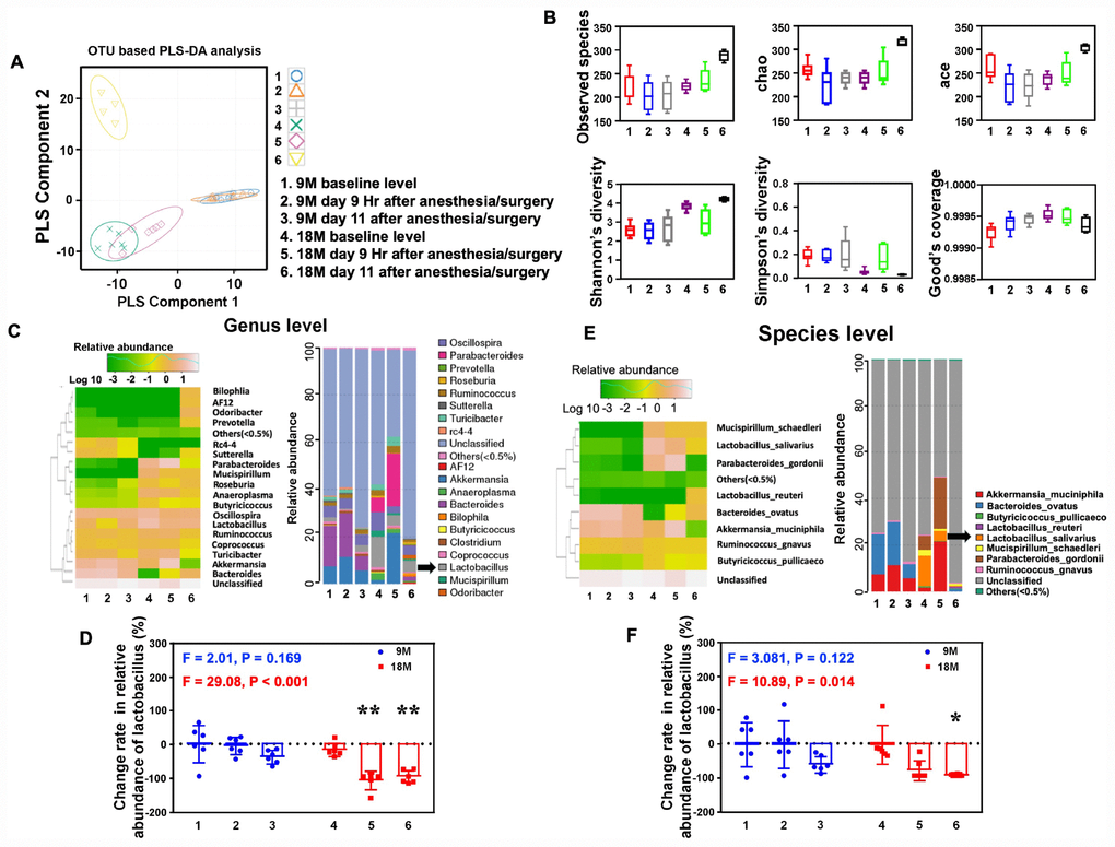Anesthesia/surgery induces age-dependent changes in the gut microbiota. (A) OUT-based PLS-DA analysis showed that the anesthesia/surgery induced significant alterations in the component of the gut microbiota in 18, but not 9, months old mice. Different colors and shapes represented the different groups. (B) The number of community species between the different groups demonstrated that the anesthesia/surgery caused different microbiota diversity between the 9 and 18 months old mice, on the Observed species (top left), chao (top middle), ace (top right), Shannon’s diversity (bottom left), Simpson diversity (bottom middle), and Good’s coverage (bottom right). (C) Heatmap (left panel) indicated the anesthesia/surgery induced different changes in bacterial community structure represented as relative abundance shown in genus level analysis between the 9 and 18 months old mice as compared to the control condition. Anesthesia/surgery caused different profiles in the bacterial community taxonomic composition distribution (right panel) represented as relative abundance shown in genus level between the 9 and 18 months old mice as compared to the control condition. (D) Quantification of the change rate in the relative abundance of gut microbiota at the genus level showed the anesthesia/surgery induced significant change rate of reduction in the relative abundance of Lactobacillus as compared to the control condition at 9 hours and 11 days post-anesthesia/surgery in the 18, but not 9, months old mice (F = 2.01, P = 0.169, one-way ANOVA for the 9 months old mice, F = 29.08, P E) Heatmap (left panel) indicated the anesthesia/surgery induced different changes in bacterial community structure represented as relative abundance shown in species level analysis between the 9 and 18 months old mice as compared to the control condition. Anesthesia/surgery caused different profiles in the bacterial community taxonomic composition distribution (right panel) represented as relative abundance shown in species level between the 9 and 18 months old mice as compared to the control condition. (F) Quantification of the change rate in the relative abundance of gut microbiota at the species level showed that the anesthesia/surgery induced significant change rate of reduction in the relative abundance of Lactobacillus salivarius as compared to the control condition at 9 hours and 11 days post-anesthesia/surgery in the 18, but not 9, months old mice (F = 3.081, P = 0.122, one-way ANOVA for the 9 months old mice, F = 10.89, P = 0.014, one-way ANOVA for the 18 months old mice). Partial least-squares discriminant analysis = PLS-DA, OUT = operational taxonomic unit. One-way ANOVA and post-hoc Bonferroni comparison was used to analyze the data in the (D–F). * = P 