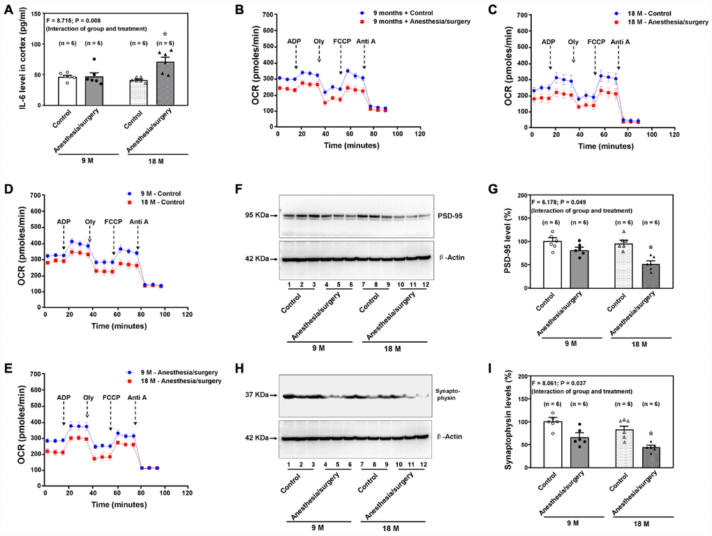 Age-dependent postoperative changes in brain levels of IL-6, mitochondria function, and synapse levels. (A). Effects of the anesthesia/surgery on the brain IL-6 levels between the 9 and 18 months old mice. The anesthesia/surgery reduces the mitochondrial function in the brain tissues of the 9 (B) or 18 (C) month old mice as compared to the control condition. The 18 months old mice have lower baseline (D) or greater reduction (E) in mitochondrial function than 9 months old mice have. (F) The effects of the anesthesia/surgery on PSD-95 levels between the brain tissues of the 9 months old mice and the brain tissues of the 18 months old mice. (G) The quantification of the Western blot showing that the anesthesia/surgery decreases hippocampus PSD-95 levels as compared to the control condition in the 18 months old mice but not in the 9 months old mice. (H) The effects of the anesthesia/surgery on synaptophysin levels between the brain tissues of the 9 months old mice and the brain tissues of the 18 months old mice. (I). The quantification of the Western blot showing that the anesthesia/surgery decreases the synaptophysin levels in the hippocampus of the 18 months old mice but not the 9 months old mice. PSD: postsynaptic density; IL-6: interleukin-6. N = 6 in each group. Two-way ANOVA and post-hoc Bonferroni comparison was used to analyze the data in the (A, G and I). * = P 