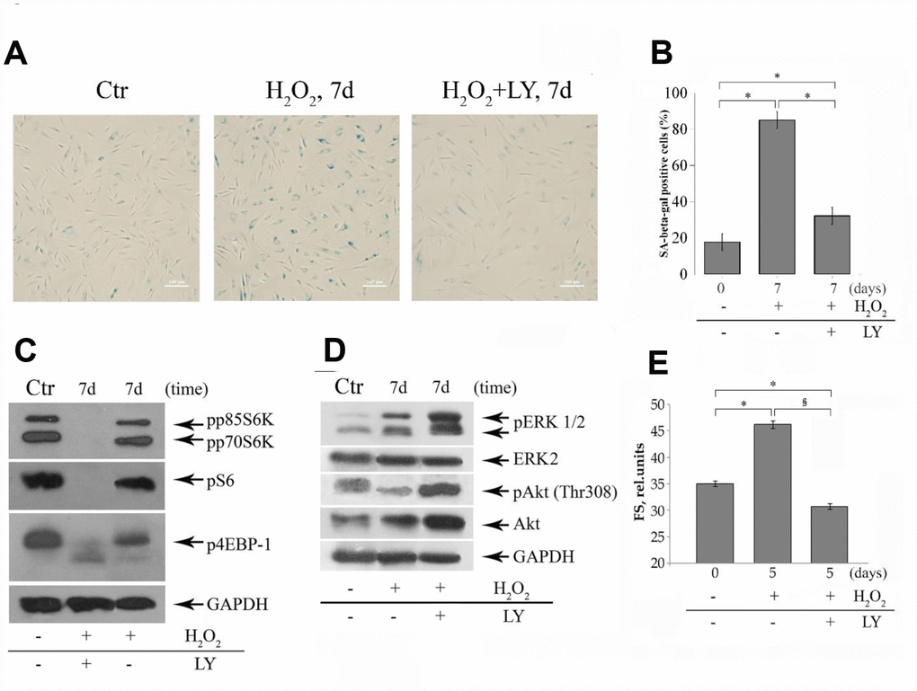 The LY treatments cause modulation of both senescent phenotype and the phosphorylation status of mTOR targets and ERK1/2 MAPK in senescent MESCs. (A) SA-β-Gal staining 7 days after 1h-H2O2-treatment (middle) or after (H2O2+LY) treatment as described in the legend of Figure 2 (right). Ctr – control cells. Senescent cells were detected with SA-β-Gal staining kit. Ob: 10x; scale bars: 140 μm. (B) Quantitative assay of SA-β-Gal positive cells. Data are presented as mean ± SD, p C, D) The expression levels of mTORC1 targets (p70S6K, S6, 4EBP-1), Akt, and ERK1/2 were revealed by immunoblot analysis 7 days after H2O2 or (H2O2+LY) treatment as indicated in (A). GAPDH was used as a loading control. Ctr – untreated cells. Representative results of the three experiments are shown in the figures. (E) Forward scatter (FS), reflecting the average cell size was measured by light-scattering cytometry 5 days after H2O2 or (H2O2+LY) treatment as indicated in (A). The results are presented as mean ± SD of three independent experiments, p2O2-treated cells (§). Abbreviations: pp85S6K, phospho-p85 S6 kinase (Thr412); pp70S6K, phospho-p70 S6 kinase (Thr389); pS6, phospho-S6 ribosomal protein (Ser240/244); p4EBP-1, phospho-4EBP-1 (Thr37/46); pAkt, phospho-Akt (Thr308); pERK1/2, phospho-ERK1/2 (Thr202/Tyr204).