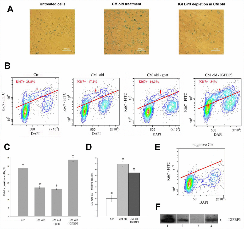 Effects of the IGFBP3-depleted CM old on young MESCs. (A, D) IGFBP3 immunodepletion decreases a population of SA-β-Gal positive cells. (A) SA-β-Gal staining 9 days after CM old treatment (middle) or after the IGFBP3-depleted CM old treatment (right). Representative microphotographs are shown. Ob: 10x; scale bars: 140 μm. (D) Quantitative assay of SA-β-Gal positive cells. Data are presented as mean ± SD, *p B, C, E) The IGFBP3 immunodepletion increases the proliferation of young MESCs. (B) Ki67 staining. Cells were treated with indicated CMs for 9 days, stained with FITC-Ki67 conjugate and DAPI, and analyzed by FACS. (E) The negative control (negative Ctr) - FITC Mouse IgG1 staining. The representative FACS contour-plots of stained MESCs are shown; red arrows indicate S-phase cells. (C) Quantitative assessment of Ki67 positive cells. Ctr – untreated cells. The means ± SD of three independent experiments are presented, *p F) Testing of IGFBP3 content in CMs by immunoblotting. 1 – recombinant IGFBP3, positive control; 2 – CM old after immunoprecipitation with normal goat IgG control antibodies, negative control; 3 – CM old after immunoprecipitation with specific IGFBP3 antibodies (IGFBP3-depleted CM old); 4 – CM from H2O2-treated (senescent) cells (CM old).