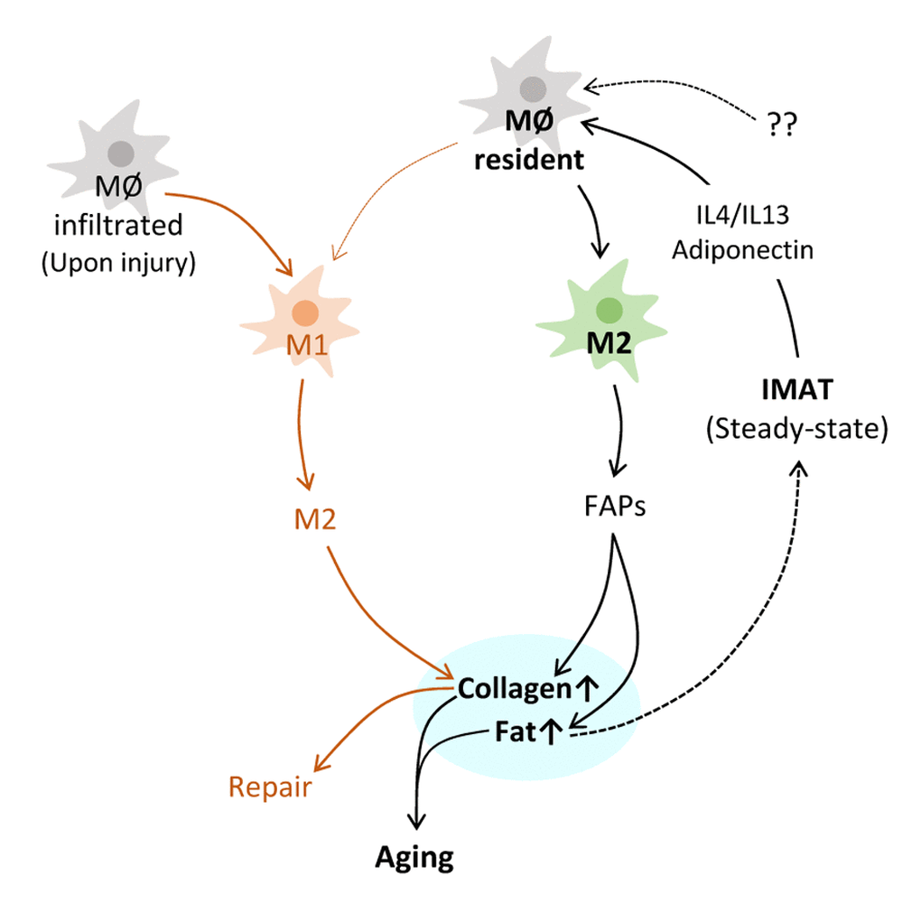 Hypothetical illustration of macrophage involvement in skeletal muscle aging and repair. Most resident macrophages in steady-state skeletal muscle polarize to M2 subtype. IL4, IL13 and adiponectin produced by IMAT and some still unknown factors are responsible for this skewed polarization. Polarized M2 macrophages promote collagen synthesis and adipogenesis most likely through FAPs (Fibro-adipogenic progenitors). Elevated collagen and fat are the major features of skeletal muscle aging, along with a loss of muscle mass. Increased fat may in turn promote M2 polarization by producing M2 inducing factors, which may result in M2 increase in old skeletal muscle. Upon injury, monocytes and macrophages infiltrate to the injury site and polarize to M1 to eliminate pathogens and cleanup debris. M1 switches to M2, which promotes collagen synthesis at the injury site for the repair.