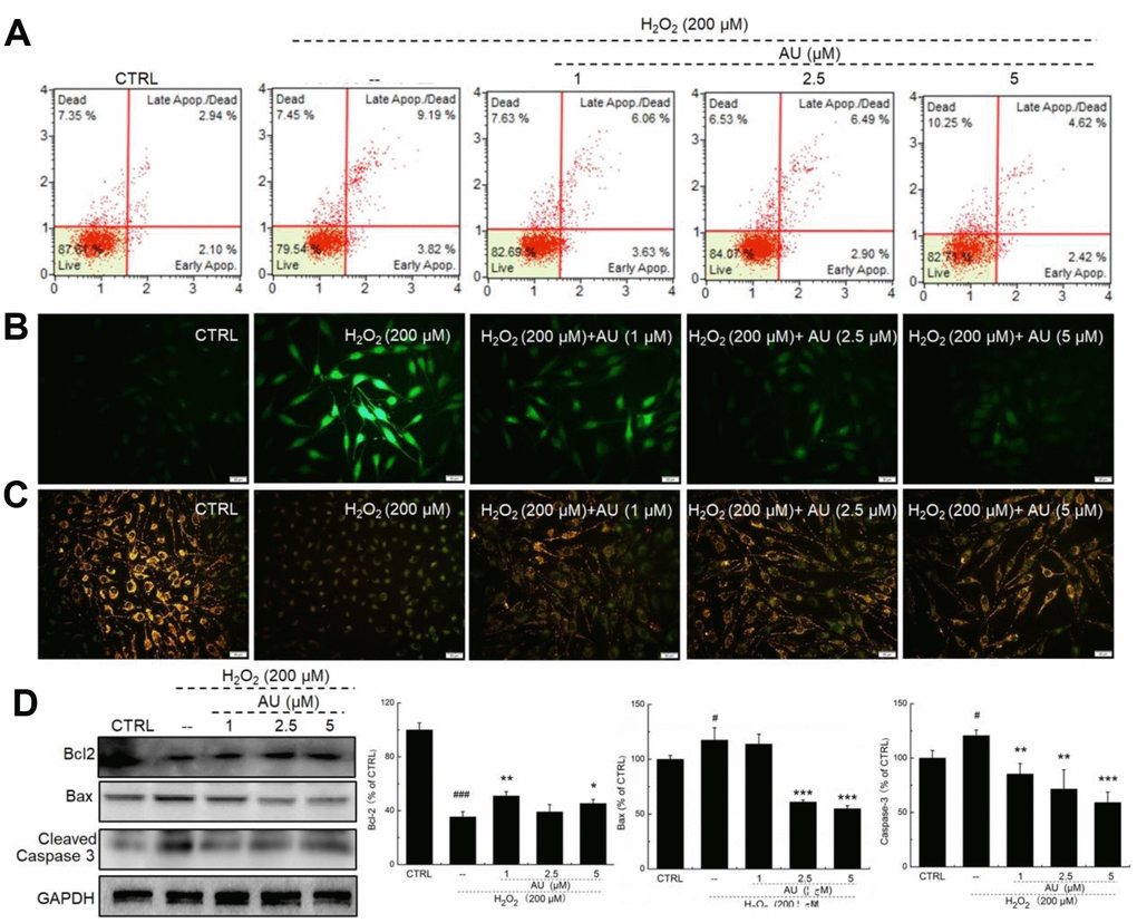 AU restored the damage of H2O2 on MG63 cells. (A) AU reduced the apoptosis rate of MG63 cells caused by H2O2. (B) AU suppressed the over-accumulation of ROS in MG63 cells caused by H2O2. (C) AU inhibited the dissipation of MMP in MG63 cells caused by H2O2. (D) AU enhanced the expression levels of Bcl-2, and reduced the expression levels of Bax and cleaved caspase-3 in MG63 cells exposed to H2O2. The quantification data of the expression levels of Bcl2, casepase3 and Bax were normalized by corresponding GAPDH. Data are expressed as mean ± S.D. (n=6) and analyzed using a one-way ANOVA. # PPvs. control cells, *PPP2O2-exposed cells.