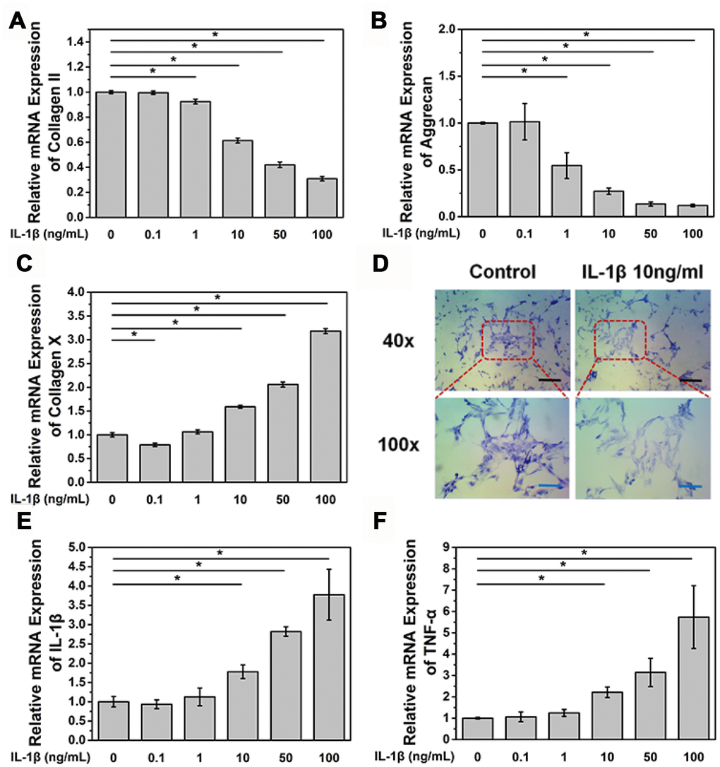 IL-1β treatment induces NPC degeneration and increases the expression of inflammatory cytokines. (A) mRNA expression of COL2A in NPCs treated with IL-1β. *pB) mRNA expression of aggrecan in NPCs treated with IL-1β. *pC) mRNA expression of collagen X in NPCs treated with IL-1β. *pD) Toluidine blue staining of NPCs treated with IL-1β. Black scale bar represents 100 μm. Blue scale bar represents 25 μm. (E) mRNA expression of IL-1β in NPCs treated with IL-1β. IL-1β (F) mRNA expression of TNF-α in NPCs treated with IL-1β. *p