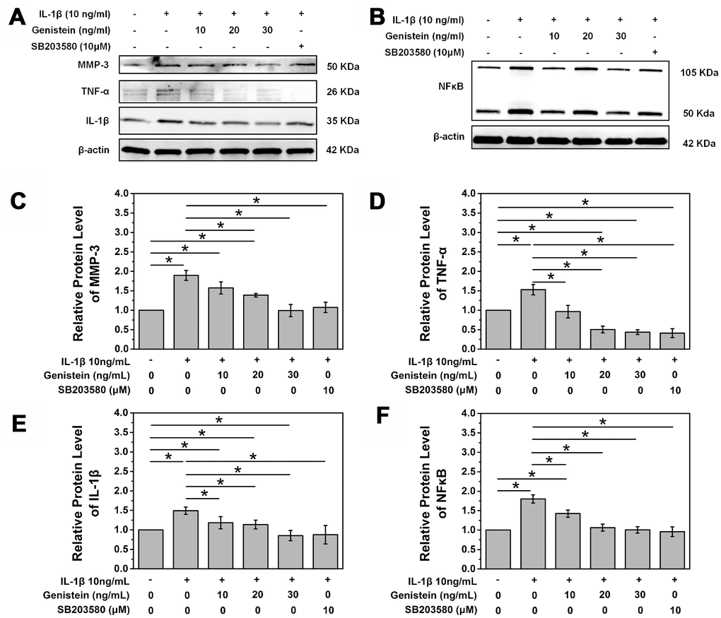 Genistein inhibits degradation and inflammation of NPCs in vitro. (A) Protein expression of MMP-3, IL-1β, and TNF-α in NPCs treated with Genistein or SB203580. (B) Protein expression of NF-κB in NPCs treated with Genistein or SB203580. (C) Quantification of MMP-3 protein expression. *pD) Quantification of TNF-α protein expression. *pE) Quantification of IL-1β protein expression. *pF) Quantification of NF-κB protein expression. *p