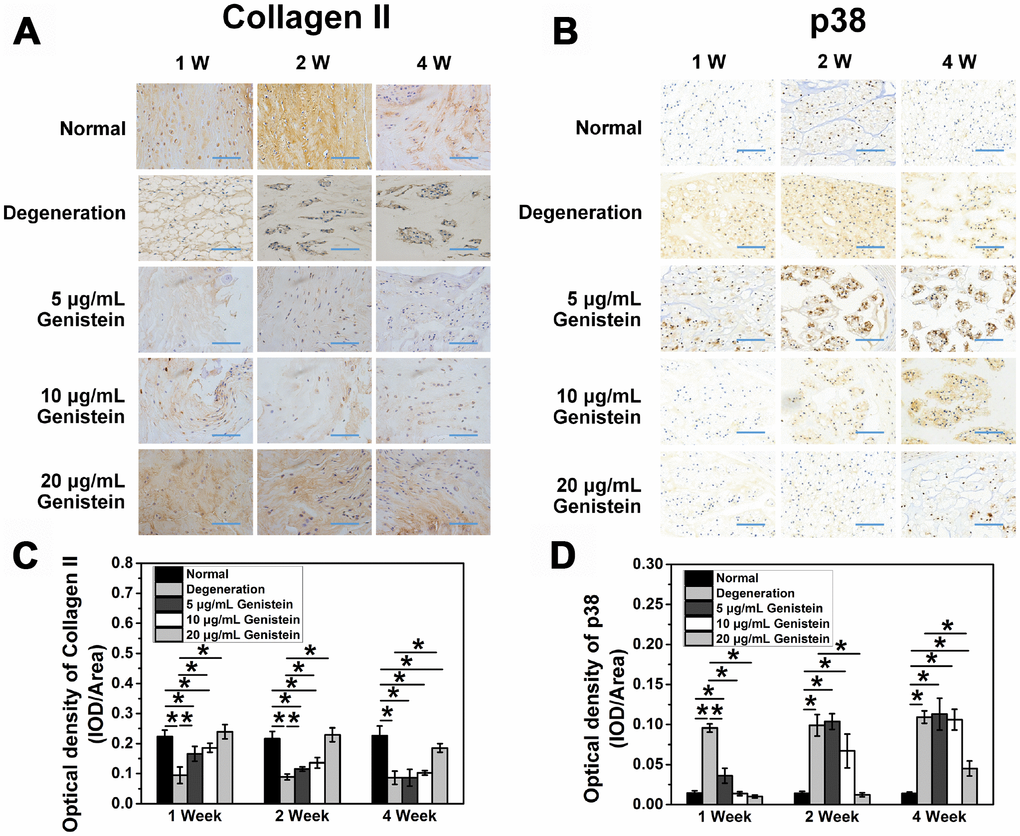 Genistein attenuates the degeneration and inflammation of NPCs in vivo. (A) COL2A expression in intervertebral disc sections from rats after surgery and injection with Genistein. *pB) p38 expression in intervertebral disc sections from rats after surgery and injection with Genistein. *pC) Optical density quantification of COL2A. Blue scale bar represents 100 μm. (D) Optical density quantification of p38. Blue scale bar represents 100 μm.