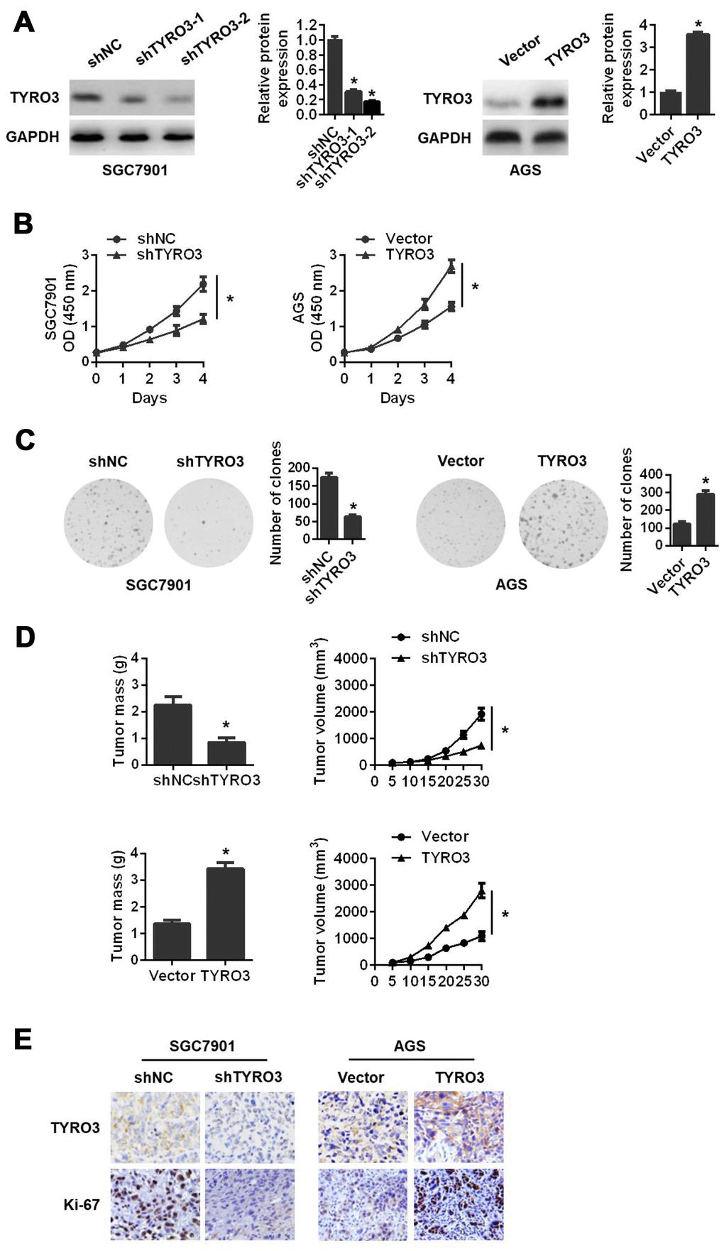 The effects of TYRO3 knockdown or overexpression on gastric cancer (GC) cell proliferation both in vitro and in vivo. (A) Western blot analyses of TYRO3 expressions in GC cells transfected with the TYRO3-shRNA or TYRO3-constructed plasmid. (B) The effect of TYRO3-altered expression on GC cell growth using the CCK-8 assay. (C) The effect of TYRO3-altered expression on GC cell growth using the colony formation assay. (D) The effect of TYRO3 altered expression on GC cells subcutaneous xenograft growth in nude mice. Tumor mass and tumor volume are shown in the right panels (n = 6/group). (E) Immunohistochemical detection of TYRO3 and Ki-67 expression levels in xenograft tumor samples. Glyceraldehyde 3-phosphate dehydrogenase was used as a loading control. *P 