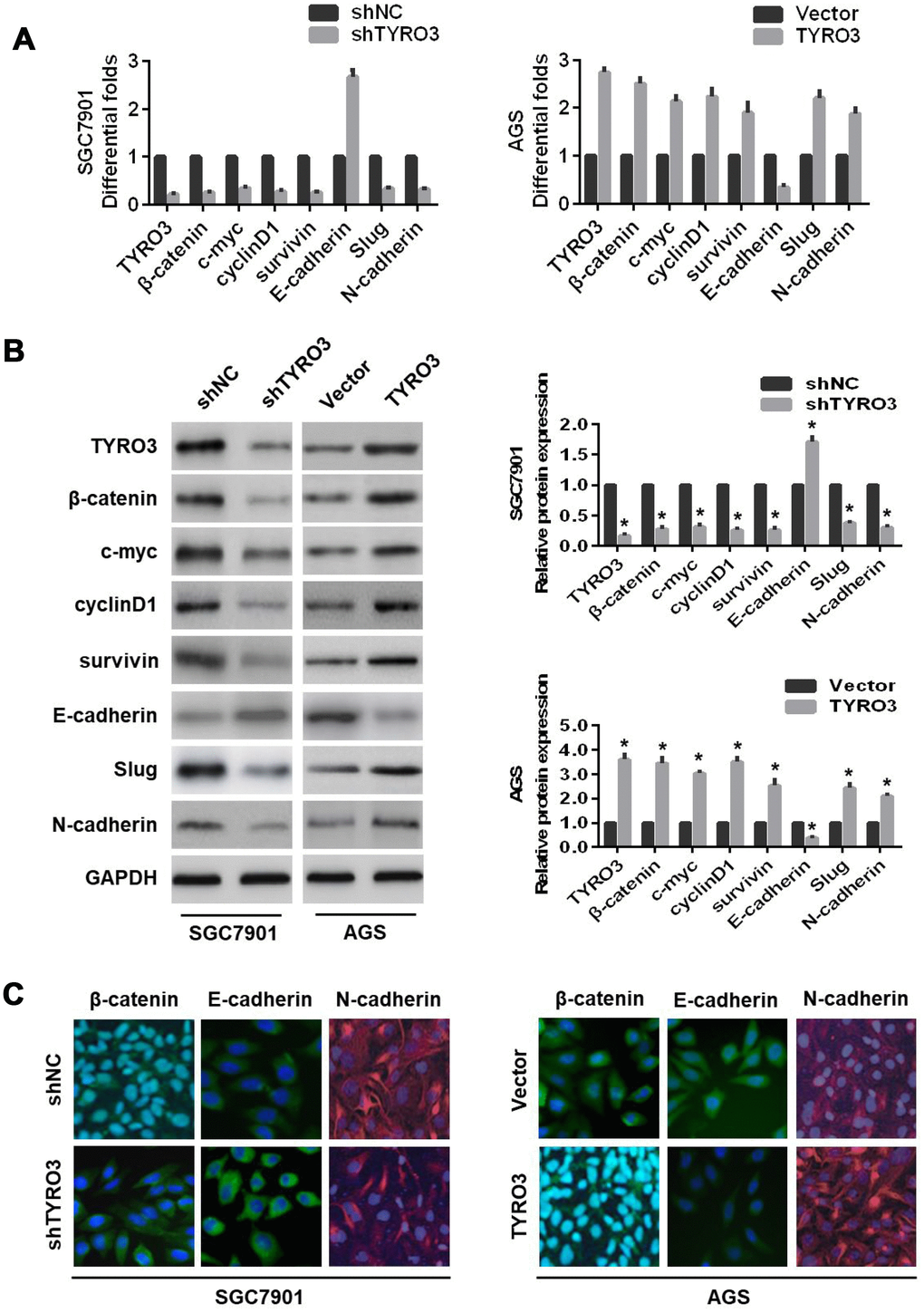 The effects of TYRO3 knockdown or overexpression on the epithelial-mesenchymal transition and Wnt/β-catenin signaling-related markers in gastric cancer (GC) cells. Following TYRO3 shRNA or overexpression treatment, (A) qRT-PCR, (B) western blotting, and (C) immunofluorescence detection of the indicated expression levels (TYRO3, β-catenin, c-myc, cyclinD1, survivin, E-cadherin, Slug, and N-cadherin) in modified GC cells. Glyceraldehyde 3-phosphate dehydrogenase was used as a loading control. *P 