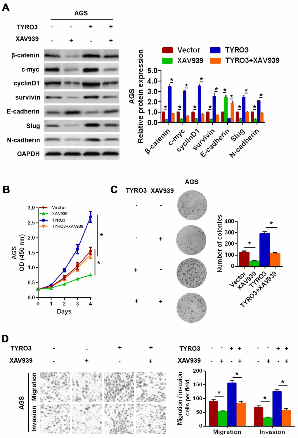 Wnt/β-catenin signaling involved in TYRO3-facilitated gastric cancer (GC) cell epithelial-mesenchymal transition growth, migration, and invasion. (A) Western blot analysis of the indicated expression levels (β-catenin, c-myc, cyclinD1, survivin, E-cadherin, Slug, and N-cadherin) in modified GC cells treated with the Wnt/β-catenin signaling inhibitor, XAV939 (15 μM). Determination of the proliferative capability of modified GC cells with XAV939 (15 μM) treatment using the CCK-8 assay (B) and colony formation assay (C). (D) Determination of the migratory and invasive capabilities of modified GC cells with XAV939 (15 μM) treatment, using the Transwell assay. Glyceraldehyde 3-phosphate dehydrogenase was used as a loading control. *P 