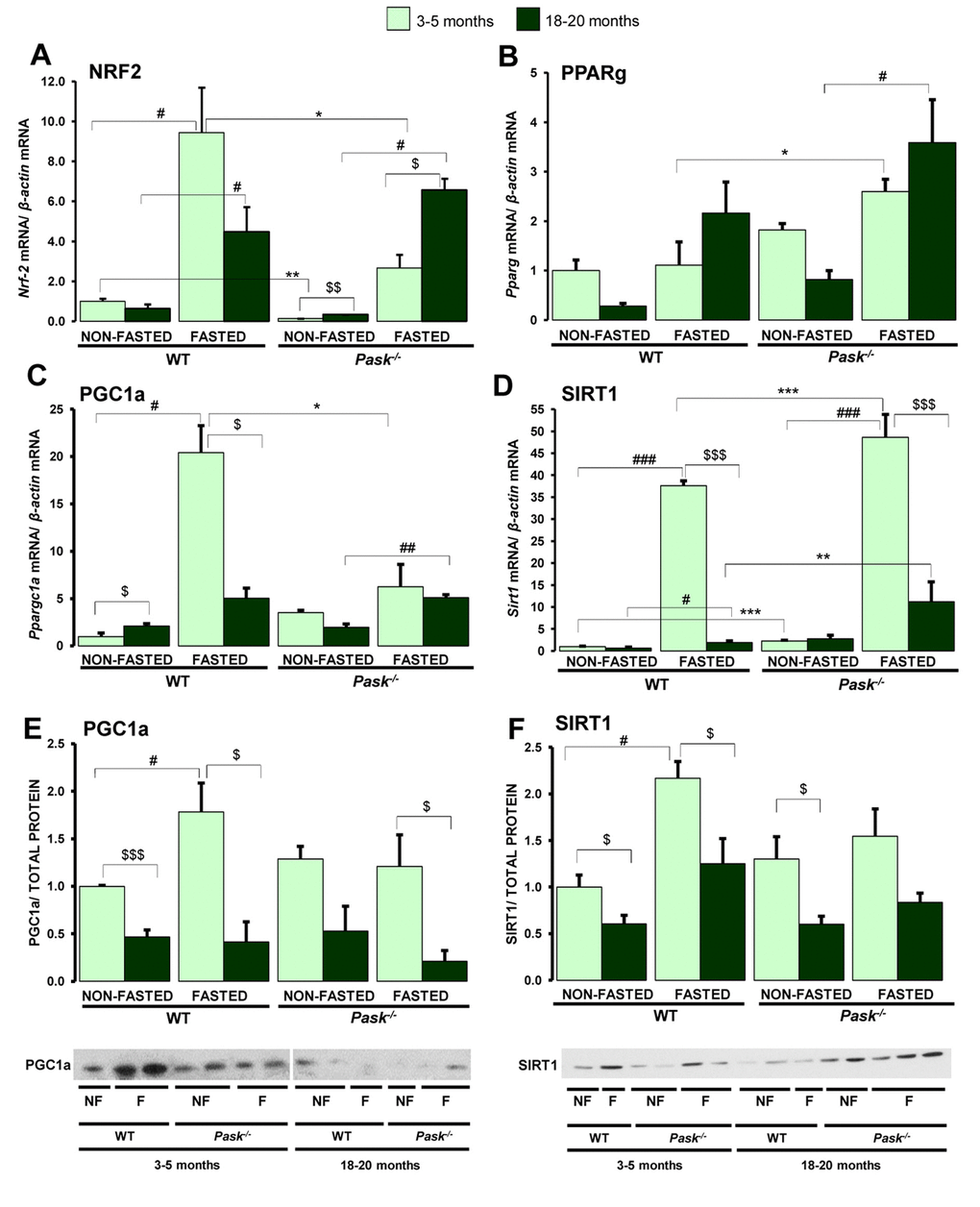 Effects of aging and PASK deficiency on the expression of several hepatic genes involved in mitochondrial biogenesis and PGC1a and SIRT1 proteins. Real-time PCR was used to analyze the expression of Nrf2 (A), Pparg (B), Ppargc1a (C) and Sirt1 (D) genes. The mRNA levels were measured in the livers of non-fasted (NON-FASTED) and 24-h fasted (FASTED) young (3-5 months) and aged (18-20 months) wild-type (WT) and PASK-deficient (Pask-/-) mice. Immunoblot analysis of PGC1a (E) and SIRT1 (F) in livers from young and aged WT and Pask-/- mice. Liver lysates from non-fasted (NF) and 24-h fasted (F) mice were processed for western blot analysis. The value obtained in 3-5-month-old non-fasted WT mice was taken as 1. Bar graphs in (A–D) represent the means ± SEM, and the levels of expression were normalized by mRNA of β-actin used as housekeeping gene;(E, F) represent the means ± SEM of the densitometric values normalized by total protein detected by Stain-Free (TOTAL PROTEIN) (Supplementary Figure 1); n = 4-5 animals per condition. $P $$P $$$P vs. 18-20 months; * P P P vs. Pask-/-; #P ##P ###P vs. fasted.