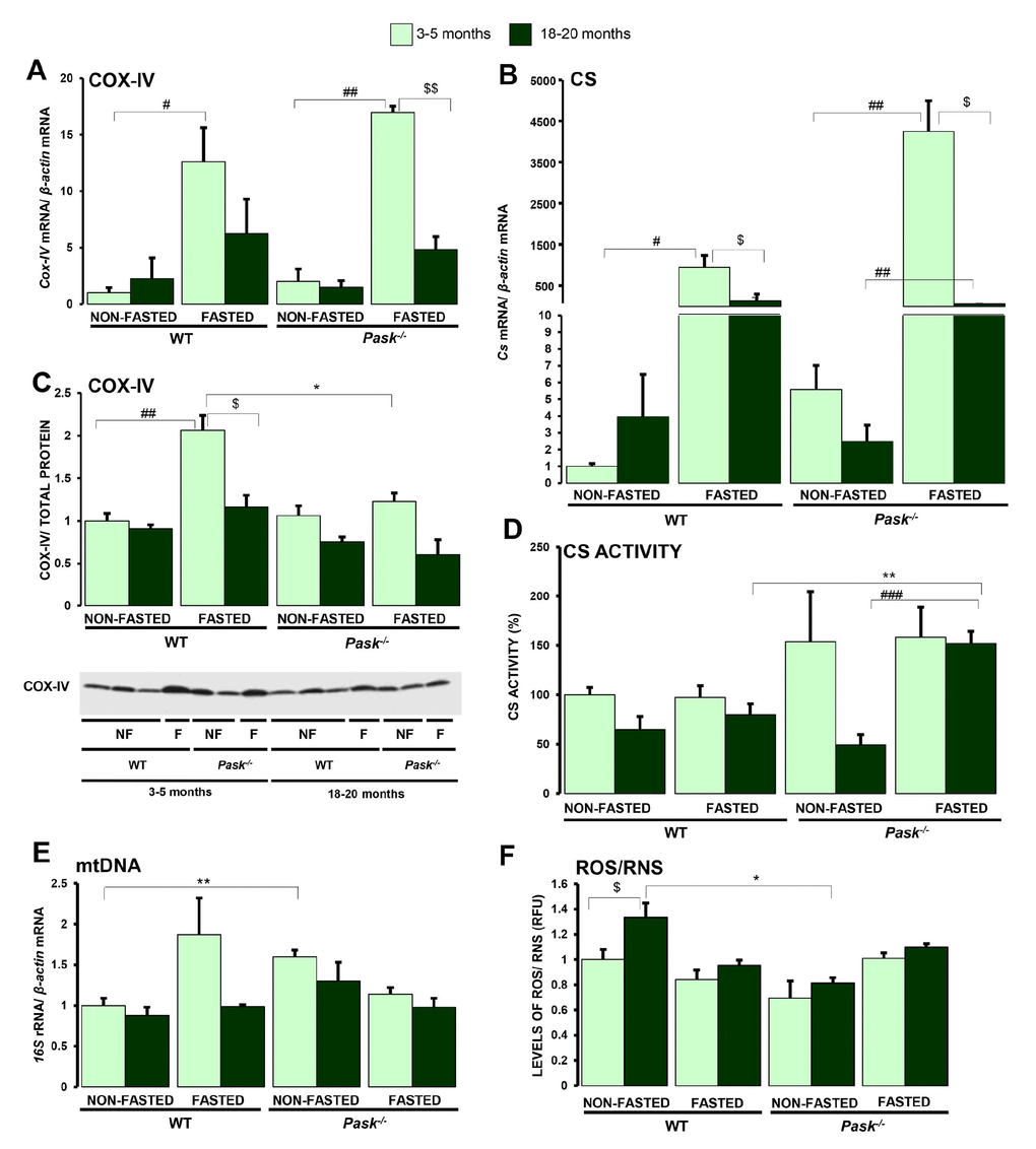 Effects of aging and PASK deficiency on the expression and activity of certain mitochondrial proteins and ROS/RNS content in liver. Real-time PCR was used to analyze the expression of Cox-IV (A) and Cs (B) mRNA levels. The results were measured in the livers from non-fasted (NON-FASTED) and 24-h fasted (FASTED) young (3-5 months) and aged (18-20 months) wild-type (WT) and PASK-deficient (Pask-/-) mice. Immunoblot analysis of COX-IV (C) in livers from young and aged WT and Pask-/- mice. Liver lysates from non-fasted (NF) and 24-h fasted (F) mice were processed for western blot analysis. Citrate synthase activity (D) in liver homogenates was also measured. Mitochondrial DNA content (E) and the levels of ROS/RNS (F) were also measured. The value obtained in 3-5-month-old non-fasted WT mice was taken as 1. Bar graphs in (A, B) represent the means ± SEM, and the levels of expression were normalized by the mRNA of β-actin used as housekeeping gene; (C) represents the means ± SEM, of the densitometric values normalized by total protein detected by Stain-Free (TOTAL PROTEIN) (Supplementary Figure 1); (D) represents the means ± SEM, of citrate synthase activity, expressing them as a percentage; n = 4-5 animals per condition. Bar graphs in (E, F) represent the means ± SEM. $P $$P vs. 18-20 months; * P P vs. Pask-/-; #P ##P ###P vs. fasted.